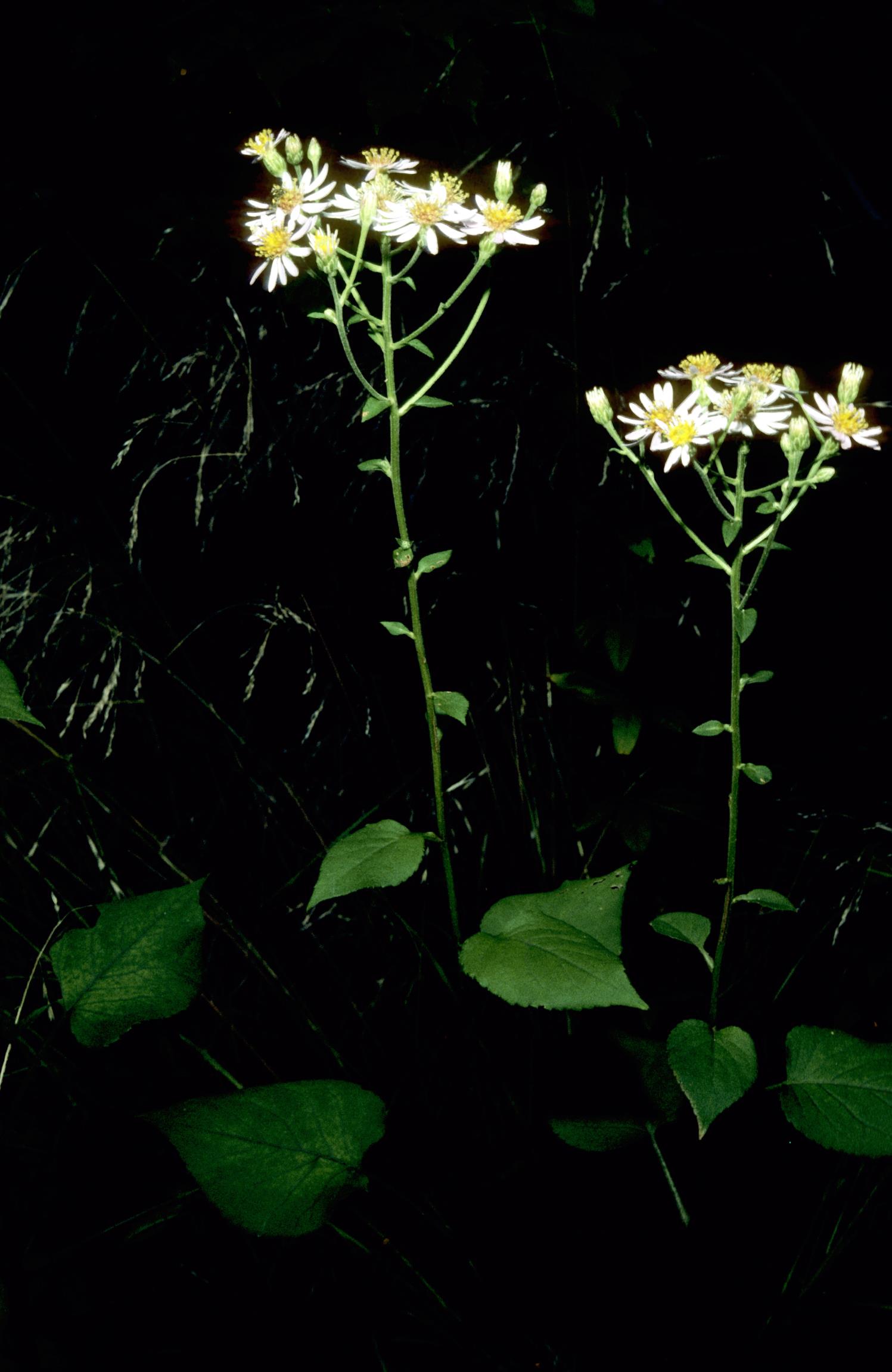 Large-Leaf Wood-Aster