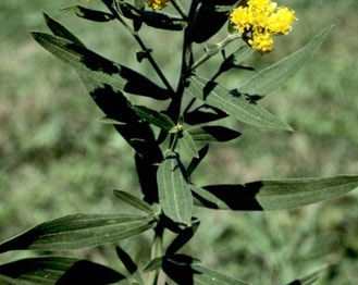 Flat-Top Goldentop