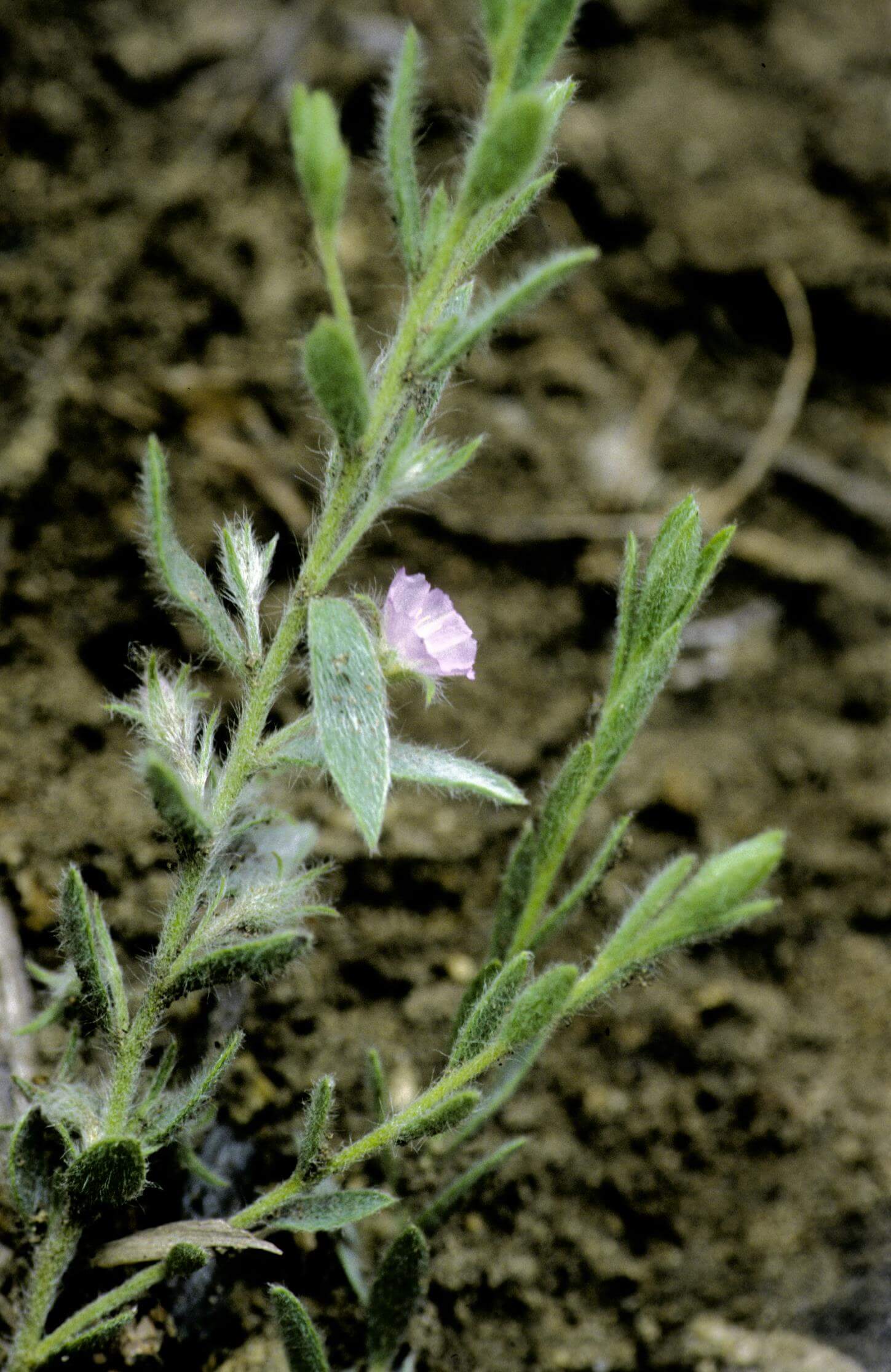 Shaggy Dwarf-Morning-Glory