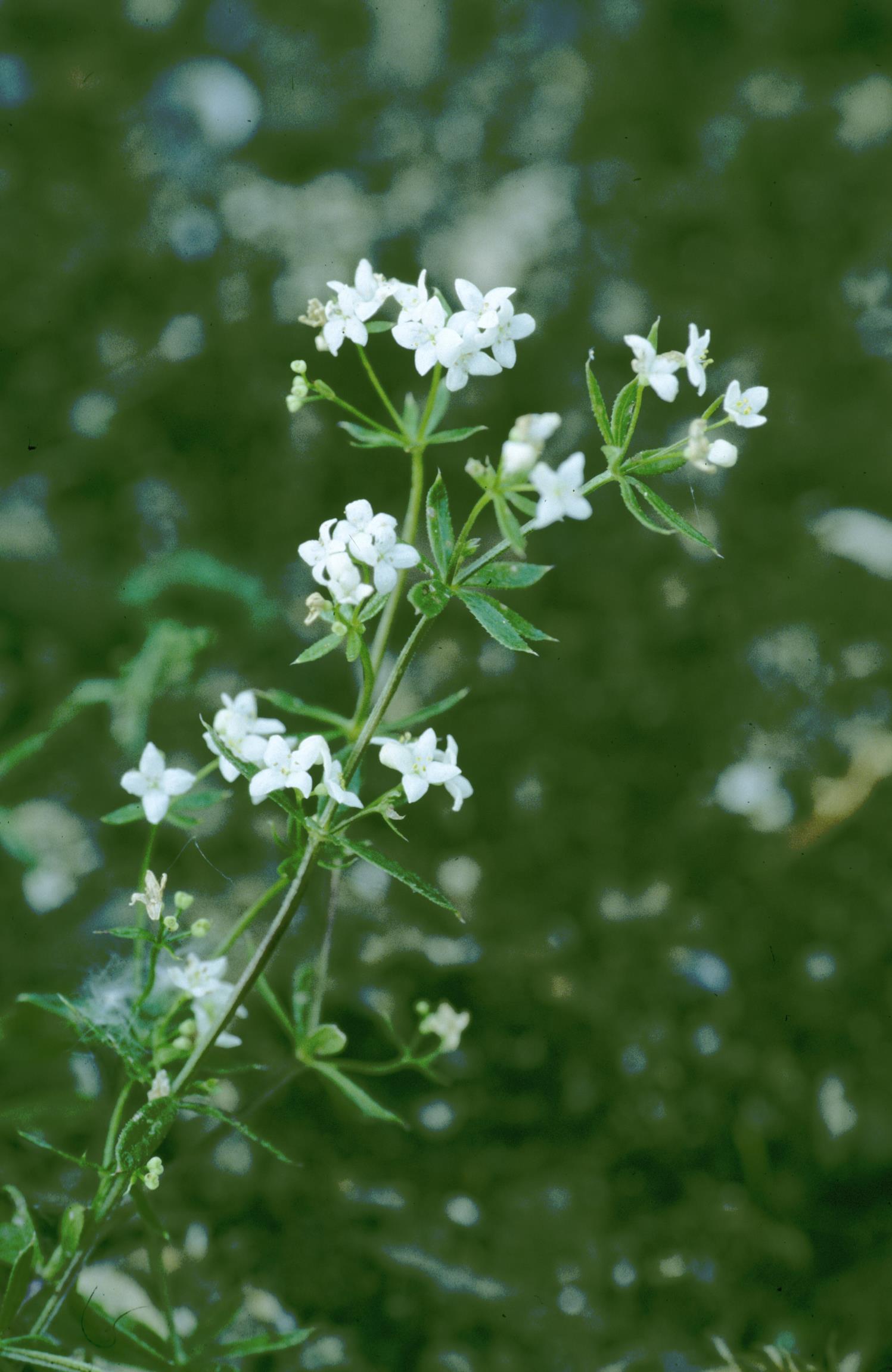 Northern Bedstraw