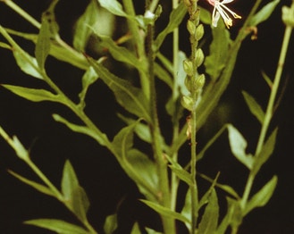 Biennial Evening-Primrose