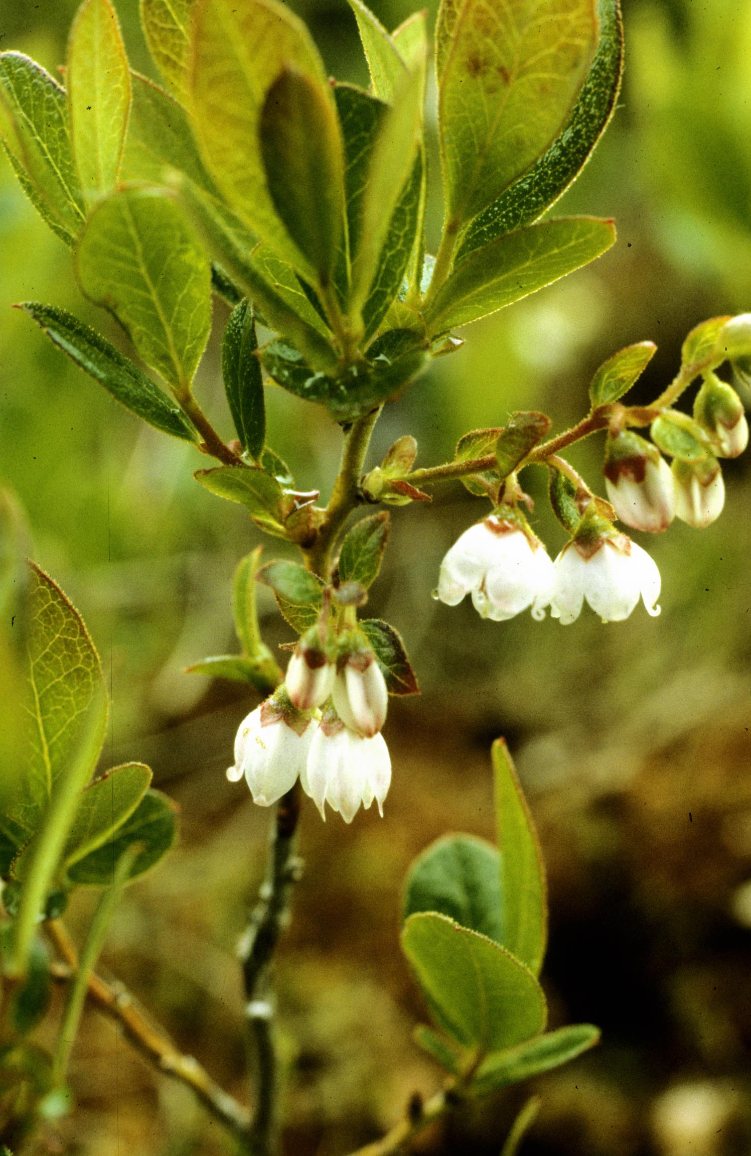 Southern Dwarf Huckleberry