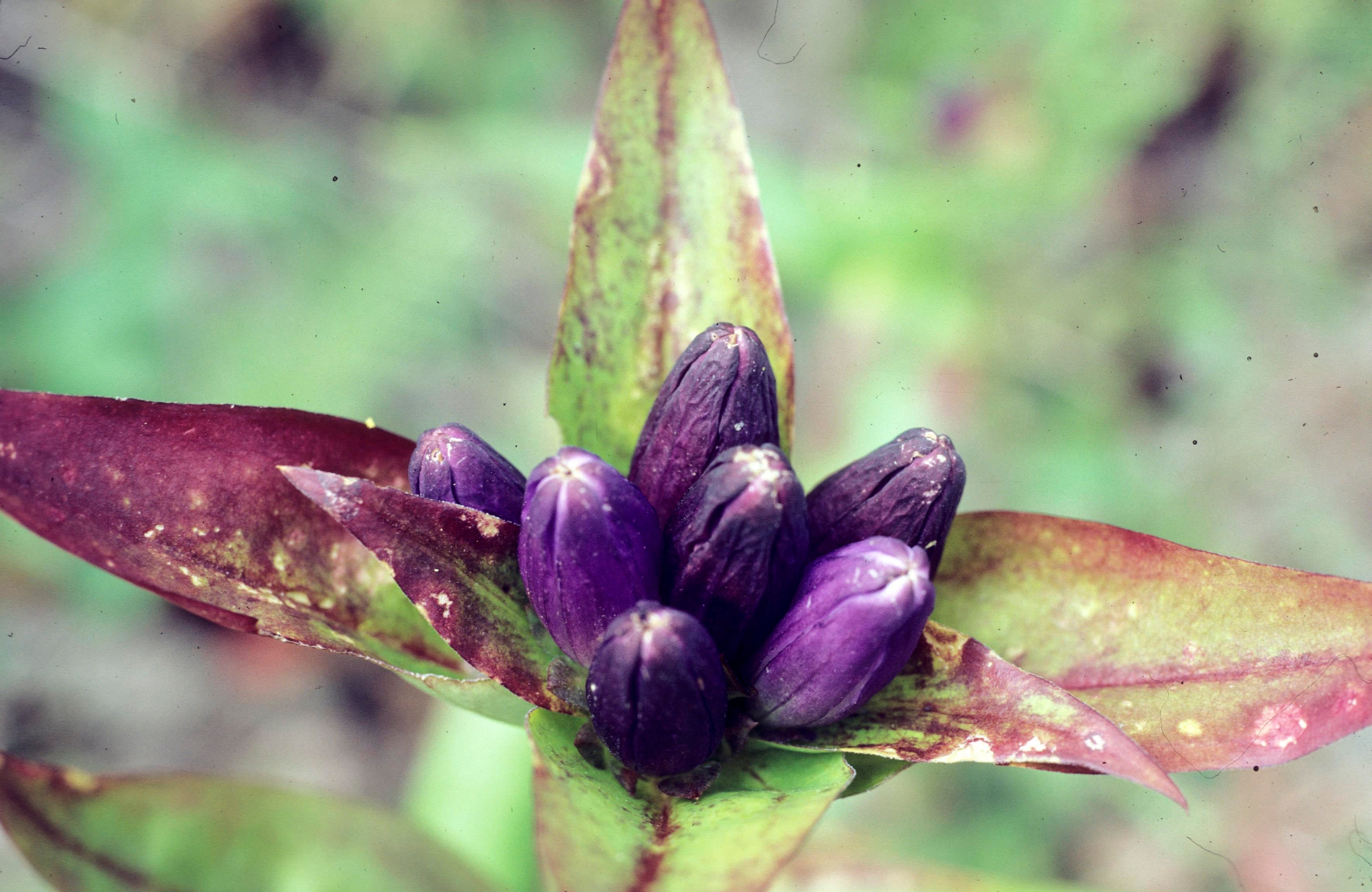 Closed Bottle Gentian