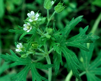 Carolina Crane's-Bill