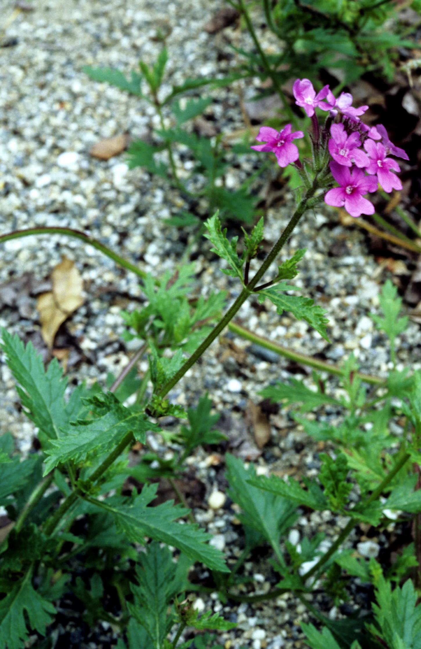 Rose Mock Vervain