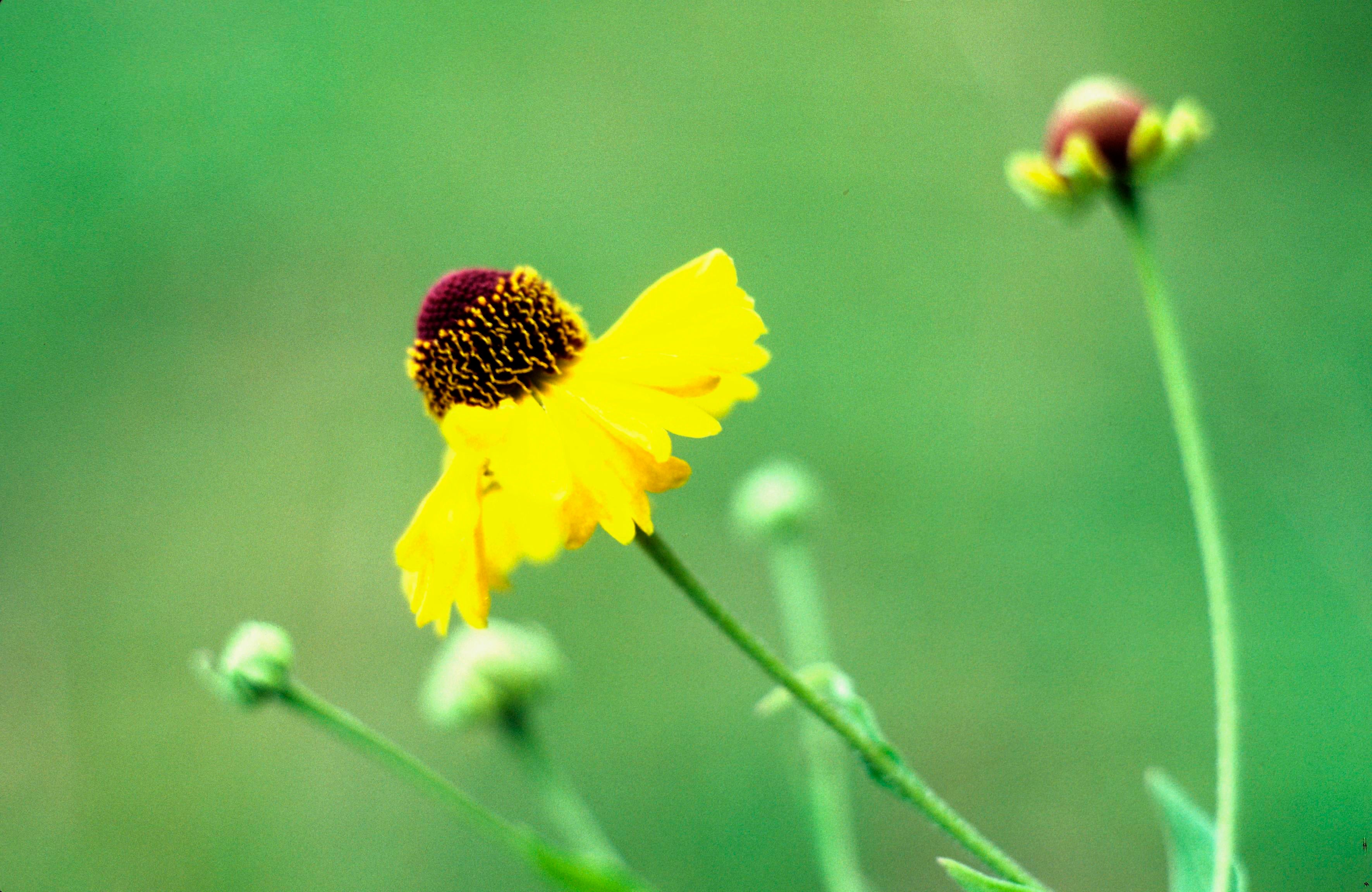 Purple-Head Sneezeweed