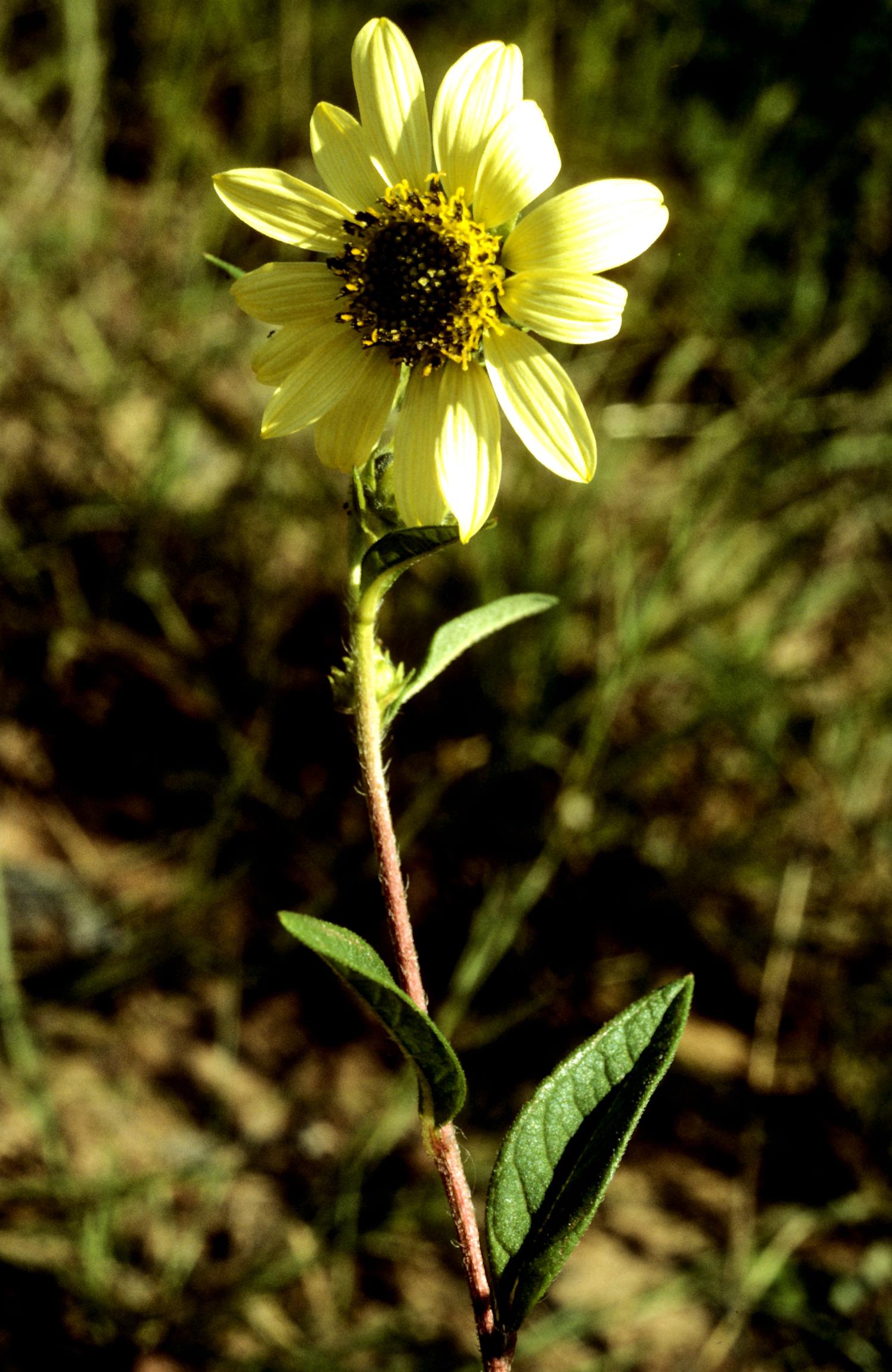 Giant Sunflower