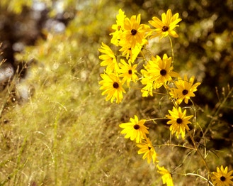 Willow-Leaf Sunflower