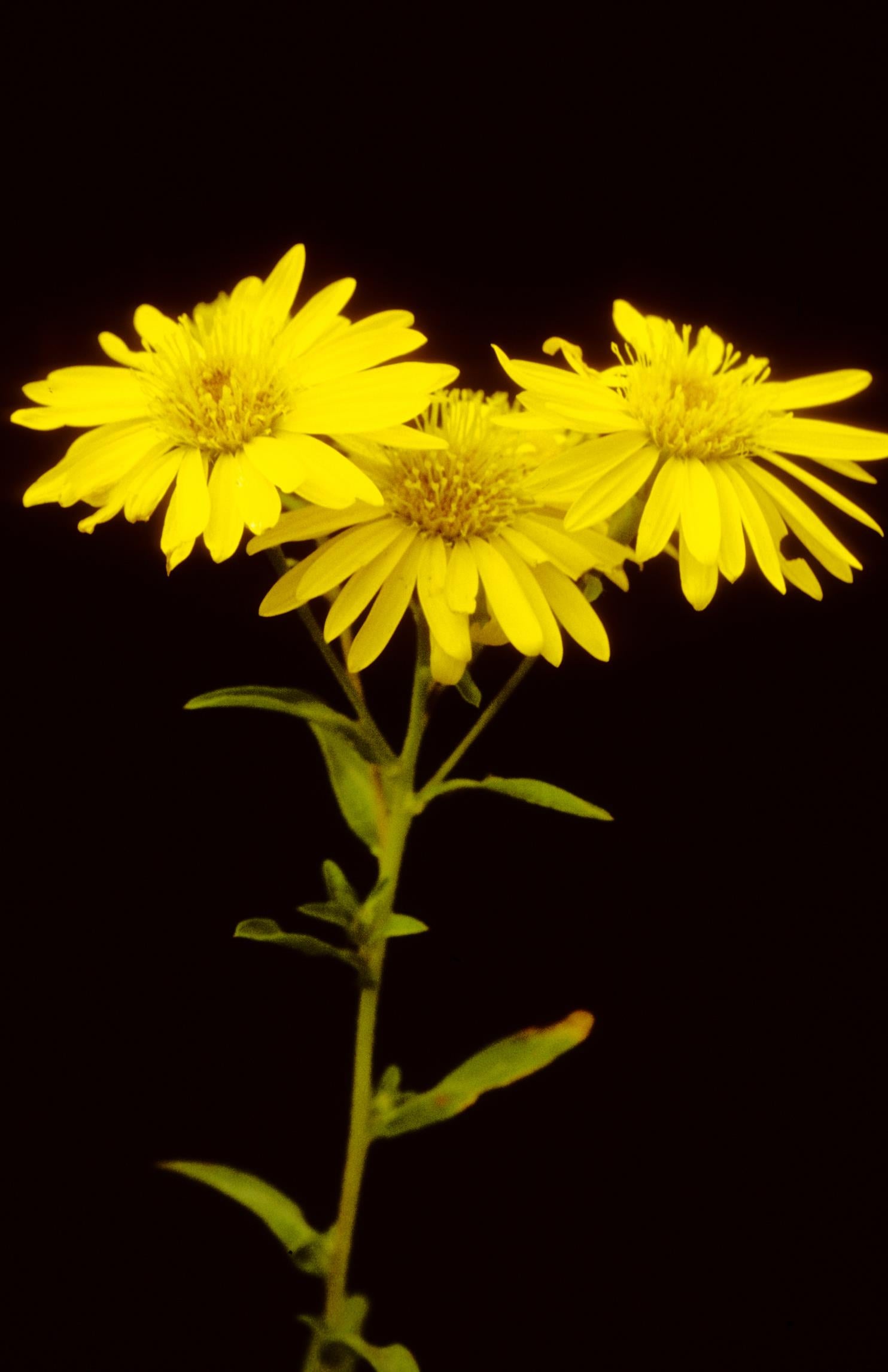 Lemon-Yellow False Golden-Aster