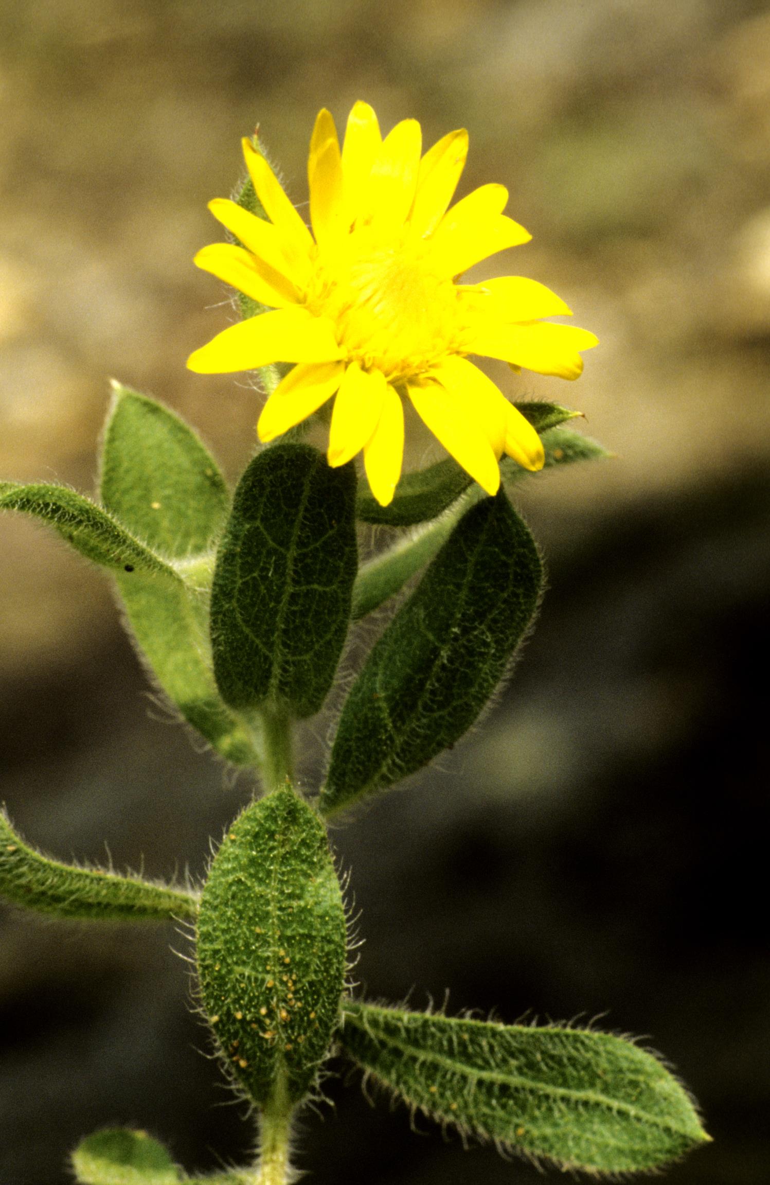 Hairy False Golden-Aster