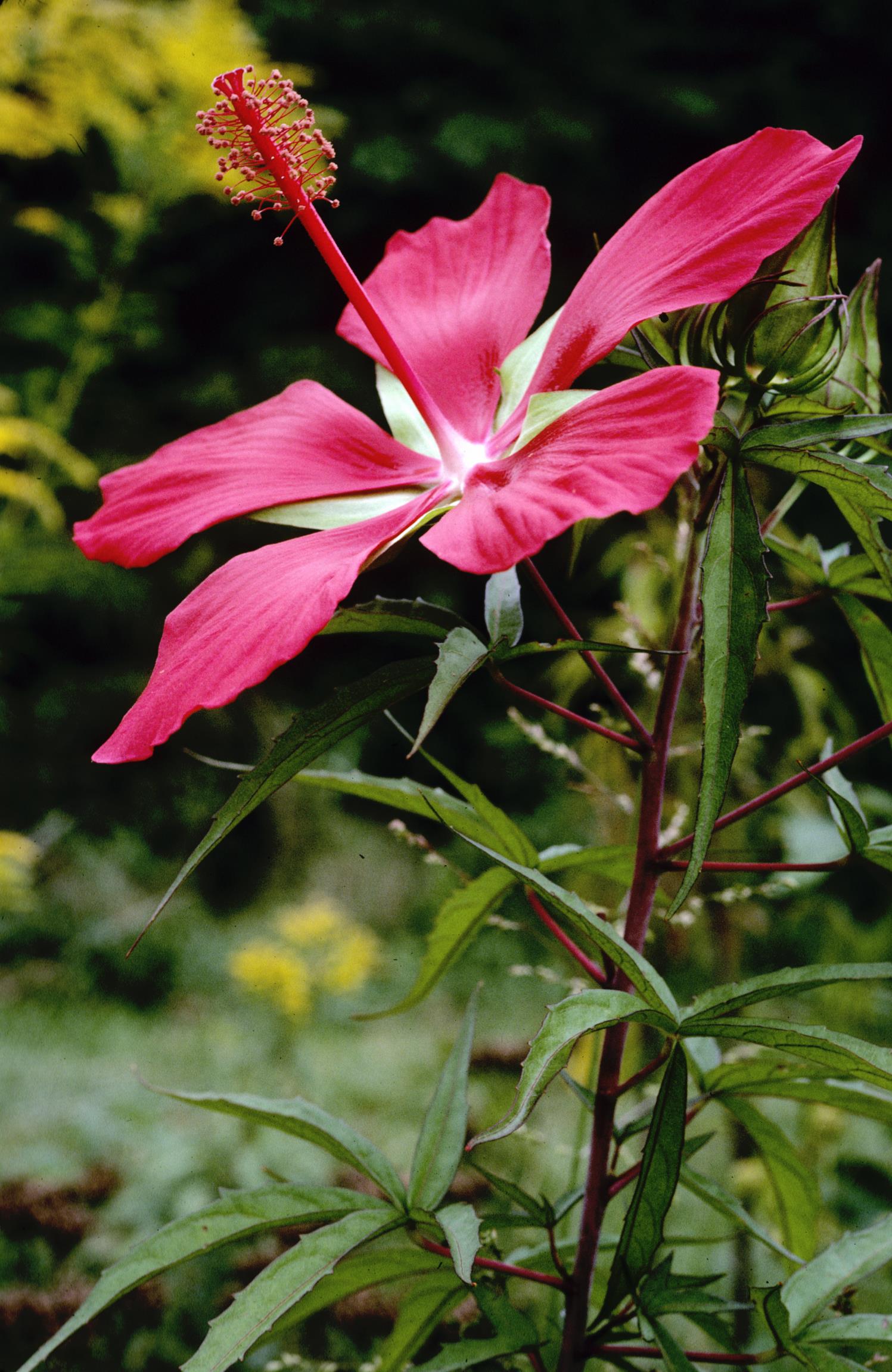 Scarlet Rose-Mallow