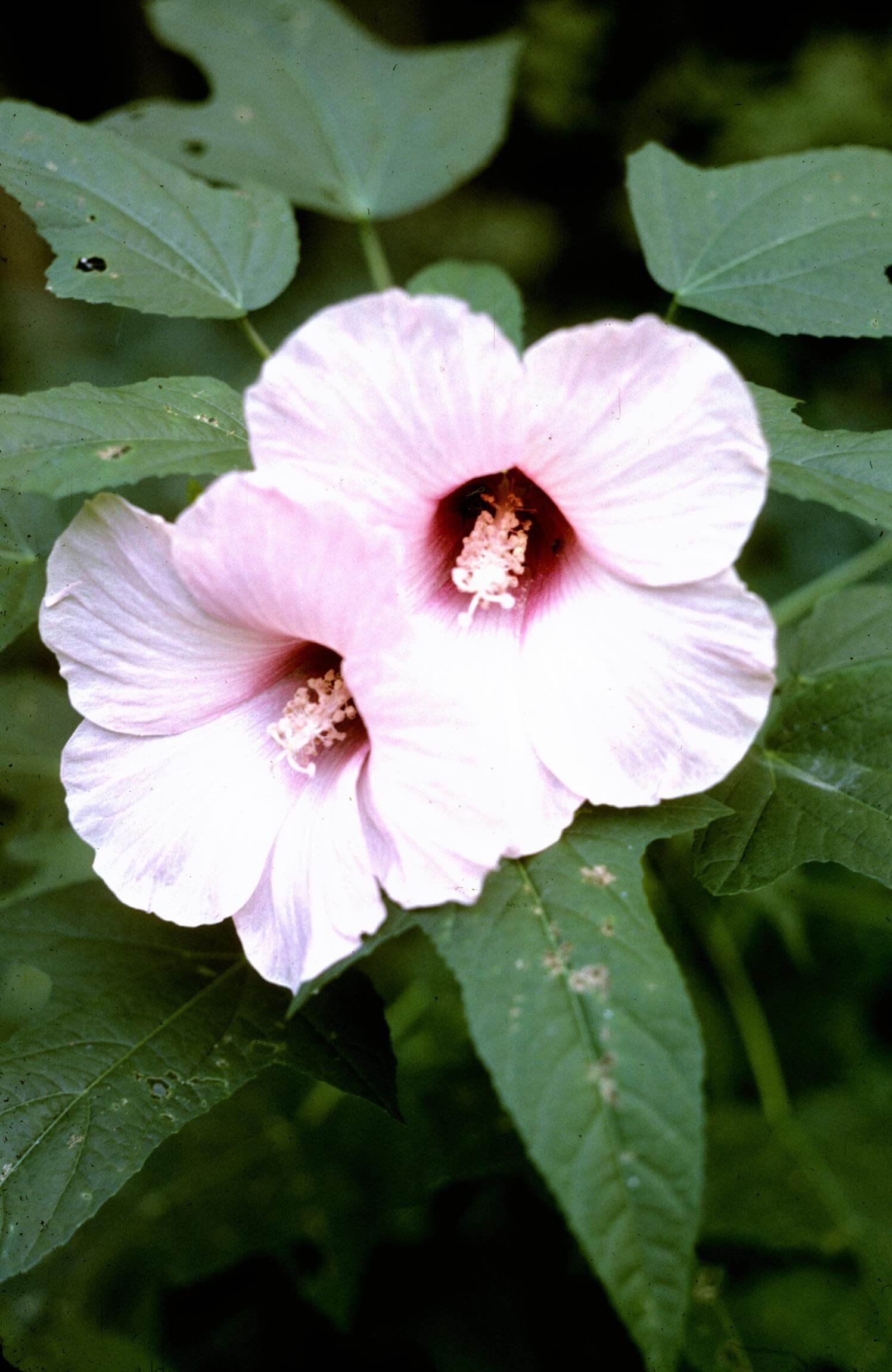 Halberd-Leaf Rose-Mallow