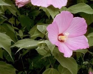 Crimson-Eye Rose-Mallow