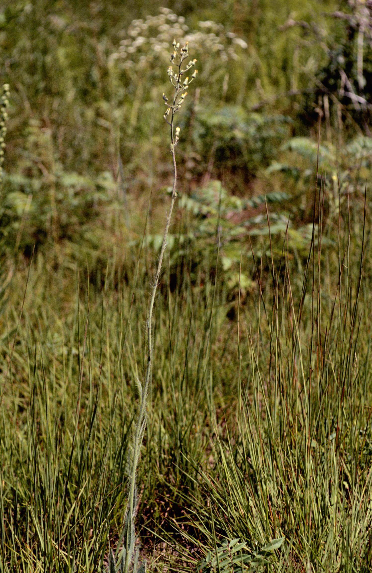Hairy Hawkweed