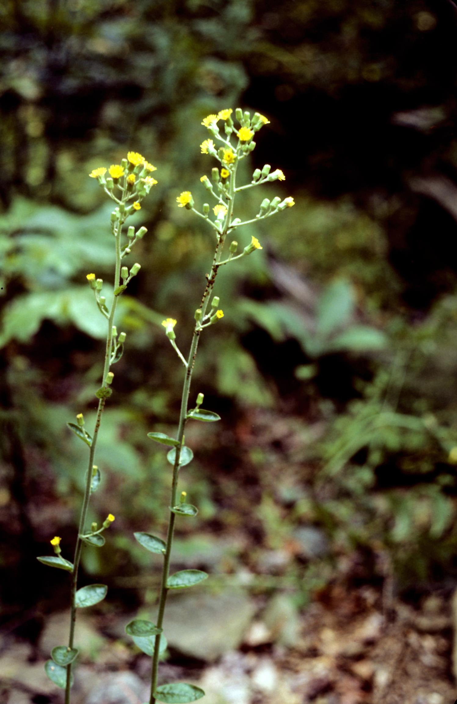 Rough Hawkweed