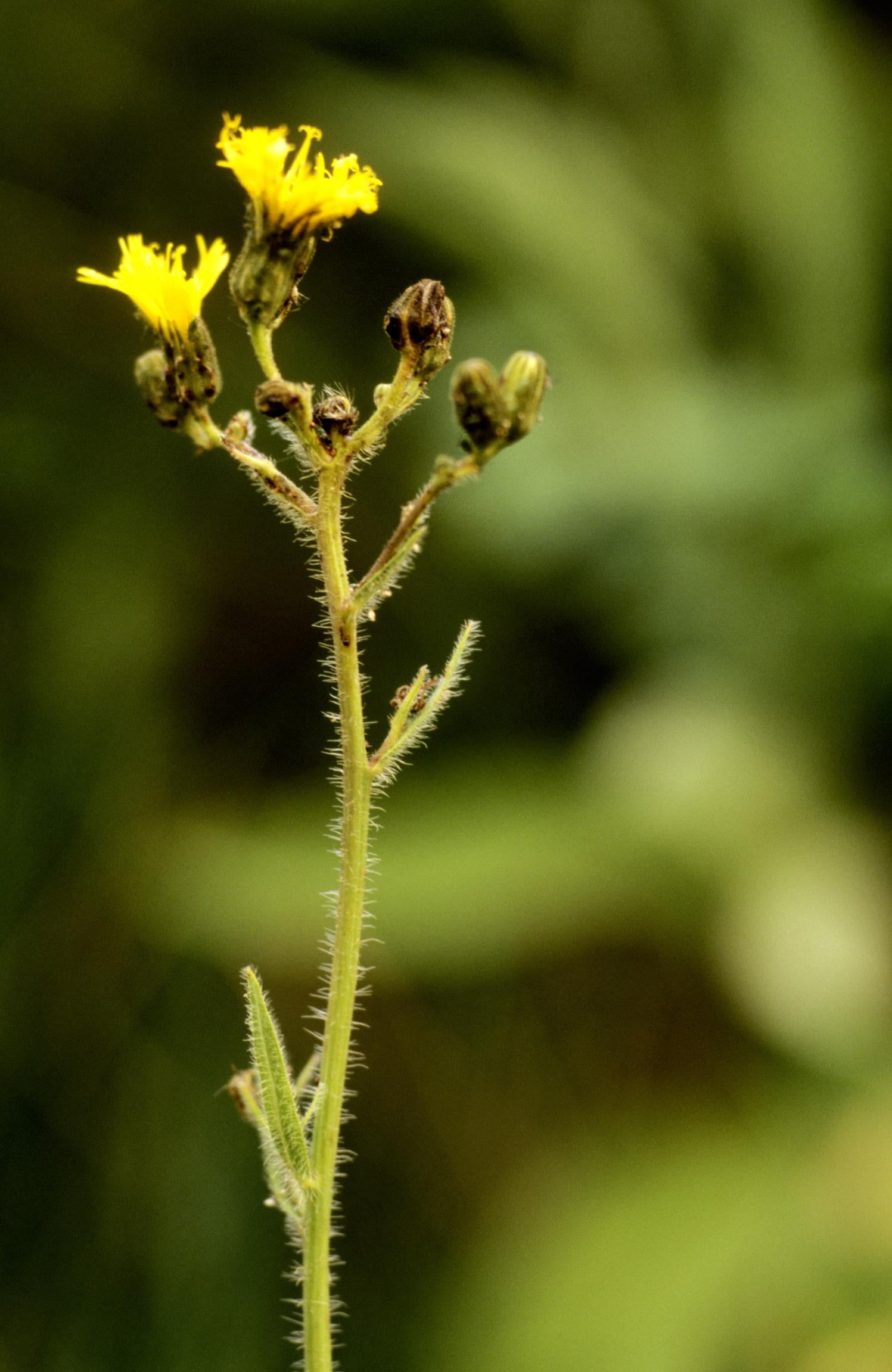 Narrow-Leaf Hawkweed
