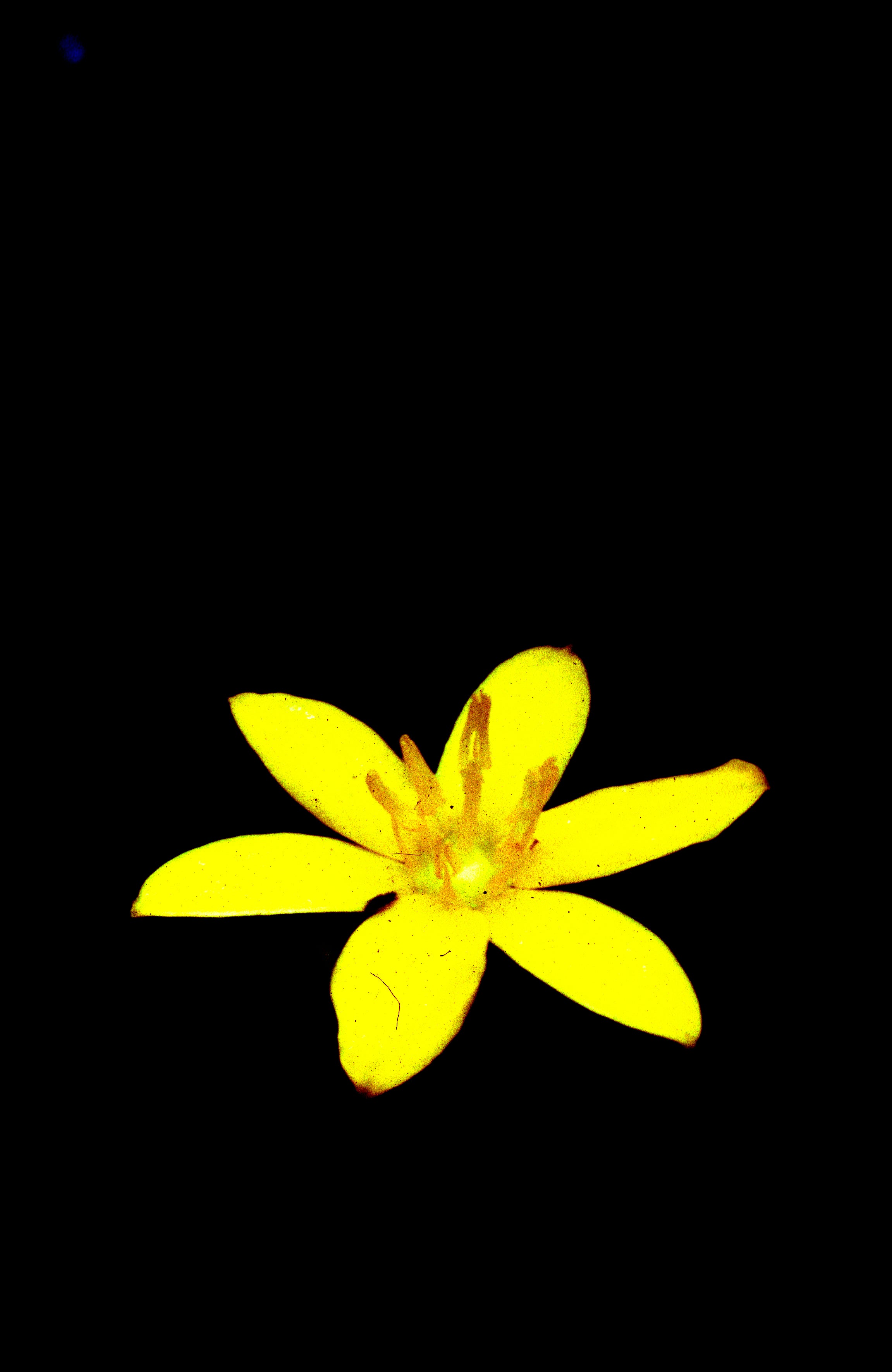 Eastern Yellow Star-Grass