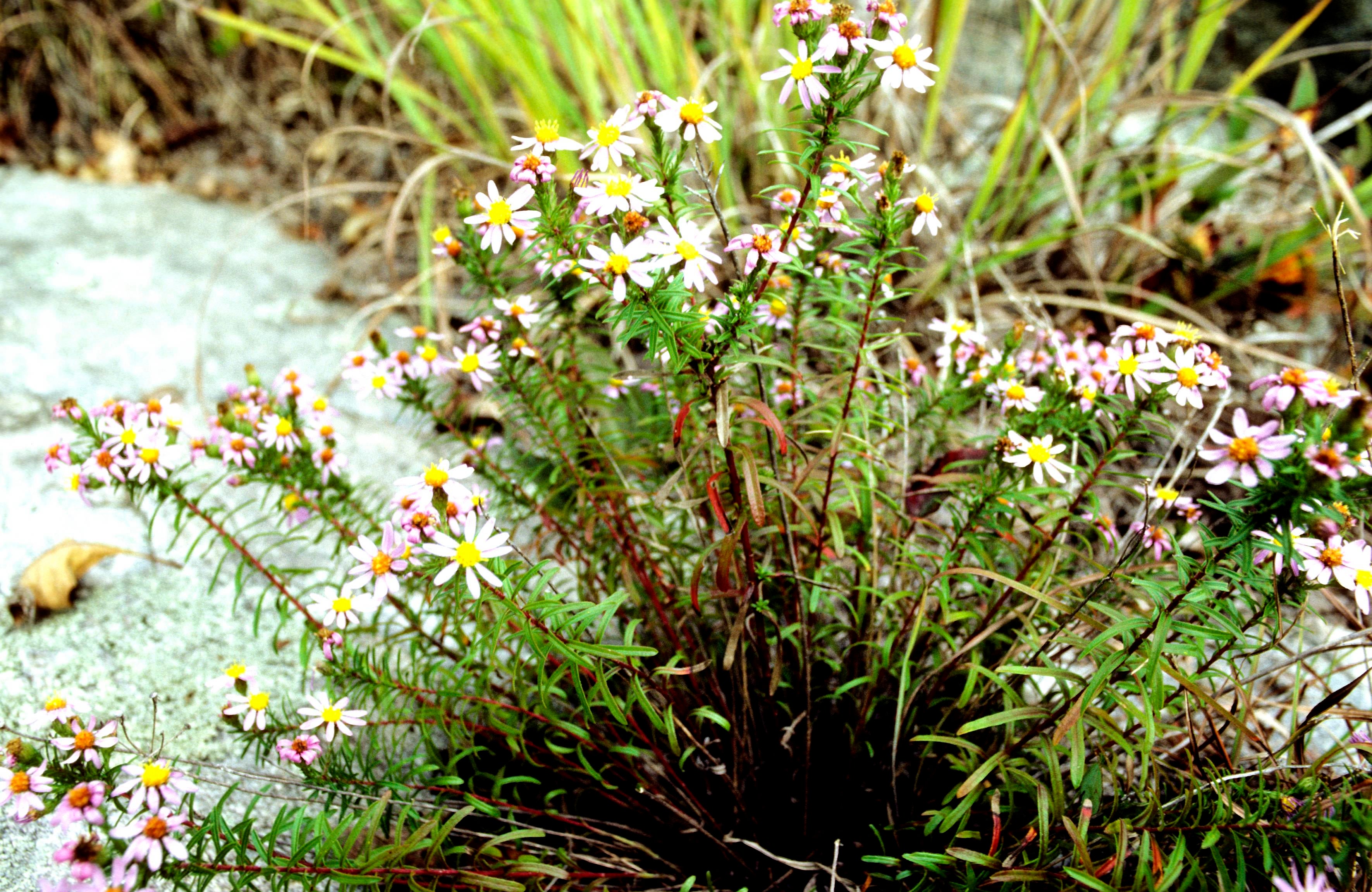 Flax-Leaf Ankle-Aster
