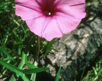 Glade Morning-Glory