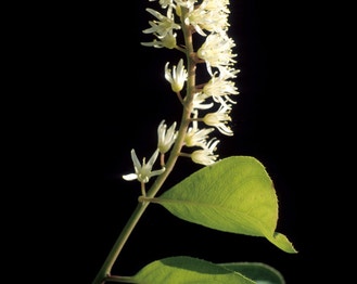 Virginia Sweetspire