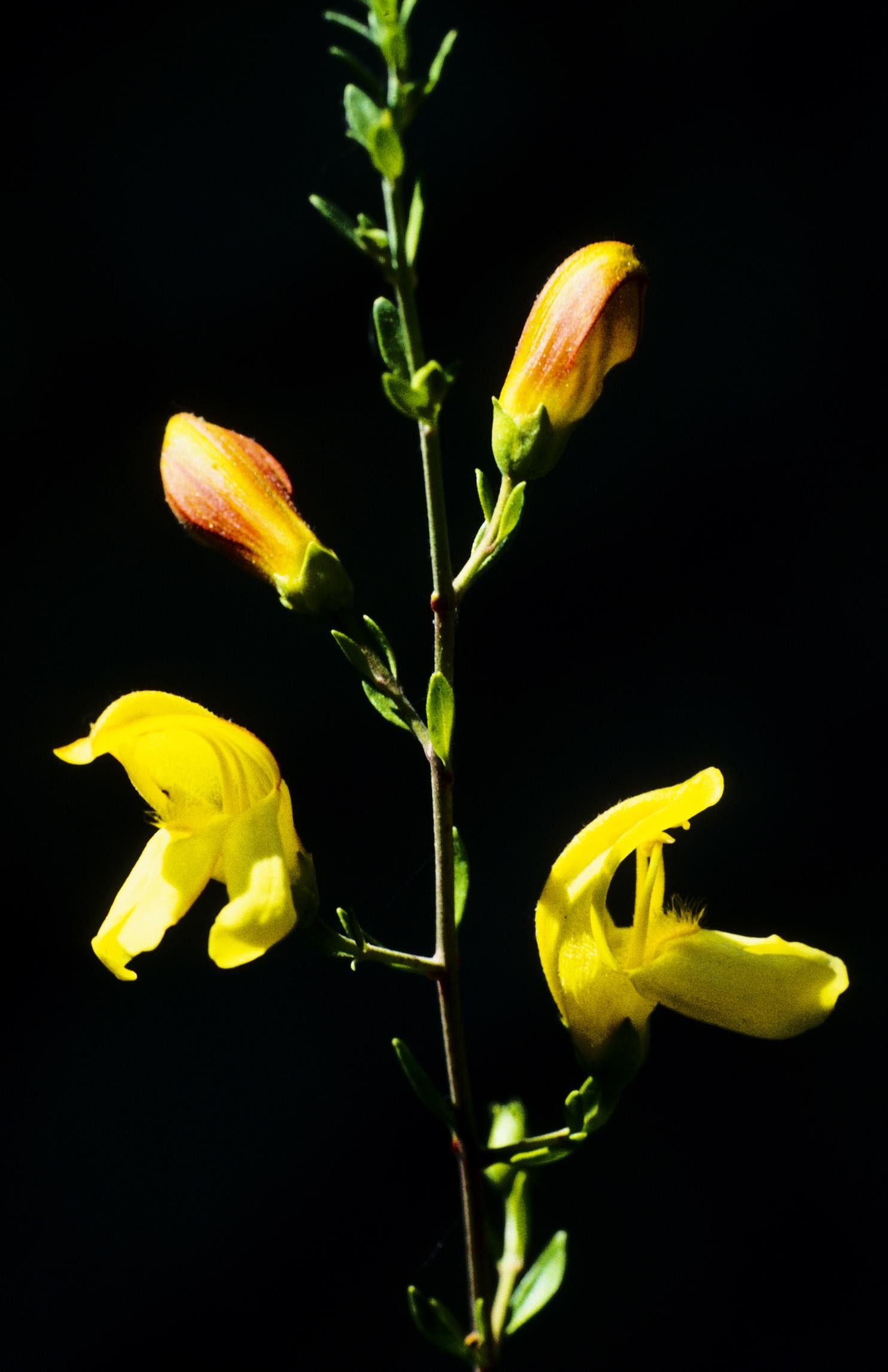 Chaparral Bush-Beardtongue