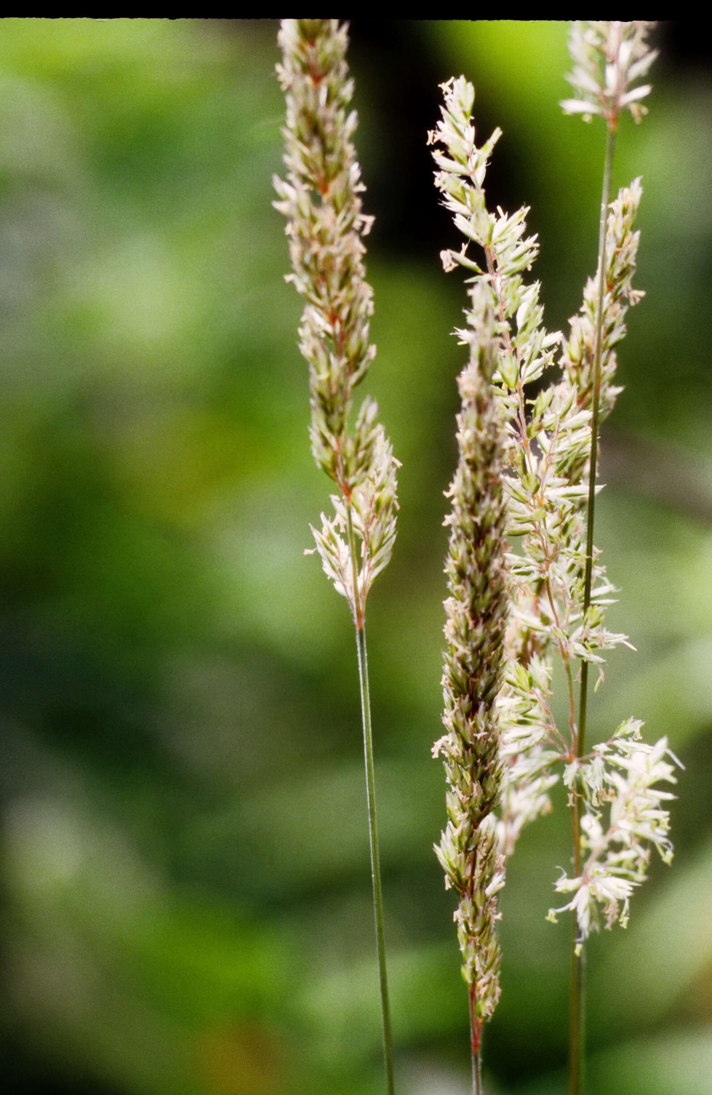 Prairie Koeler's Grass