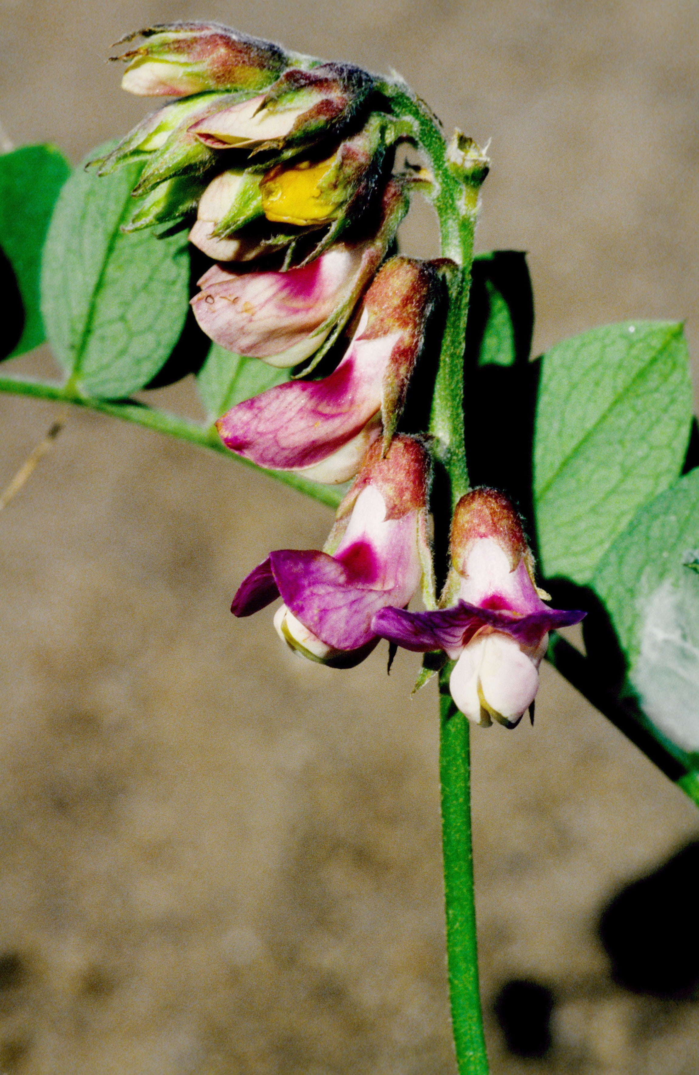 Pacific Vetchling