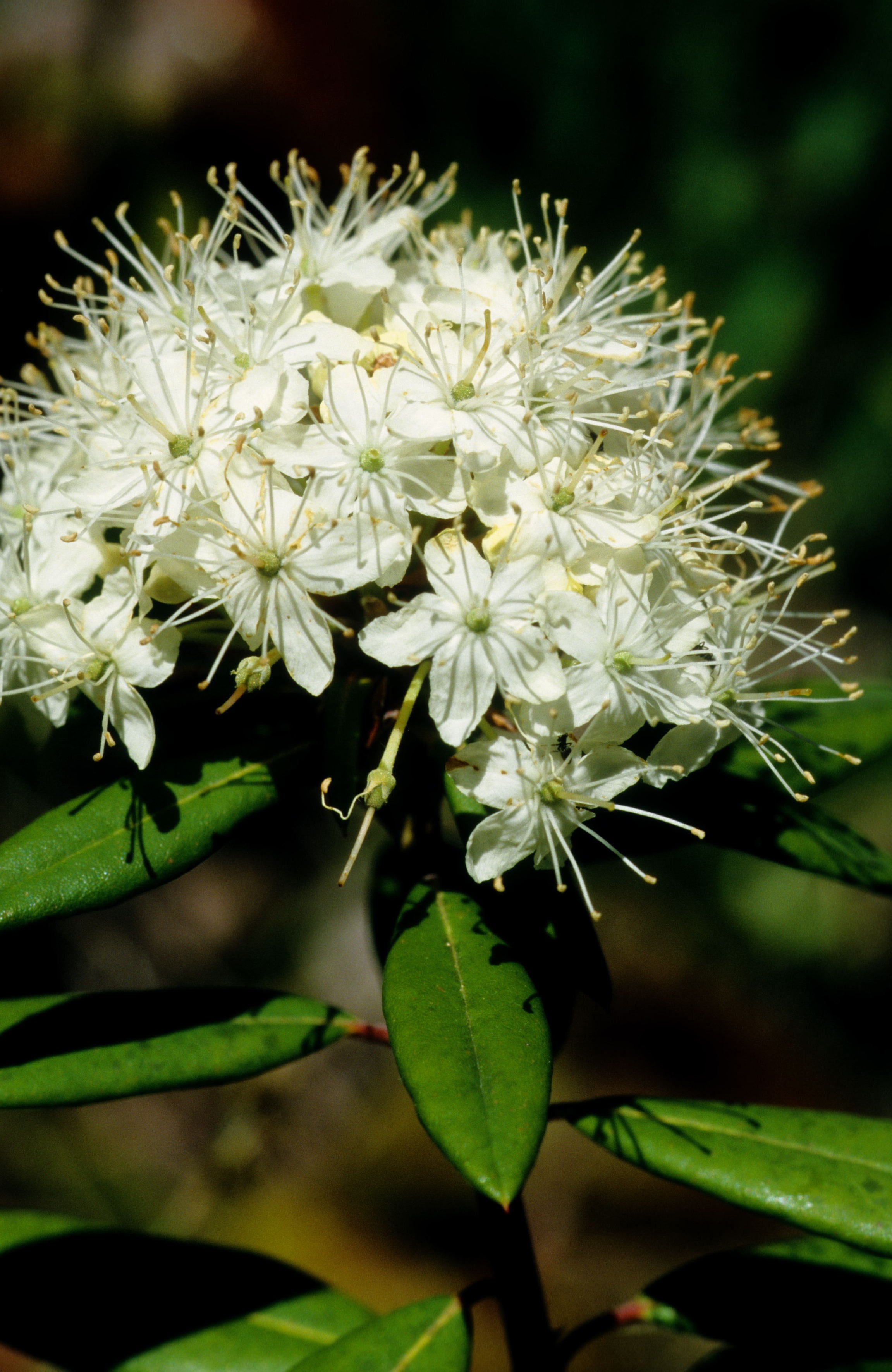 Western Labrador-Tea