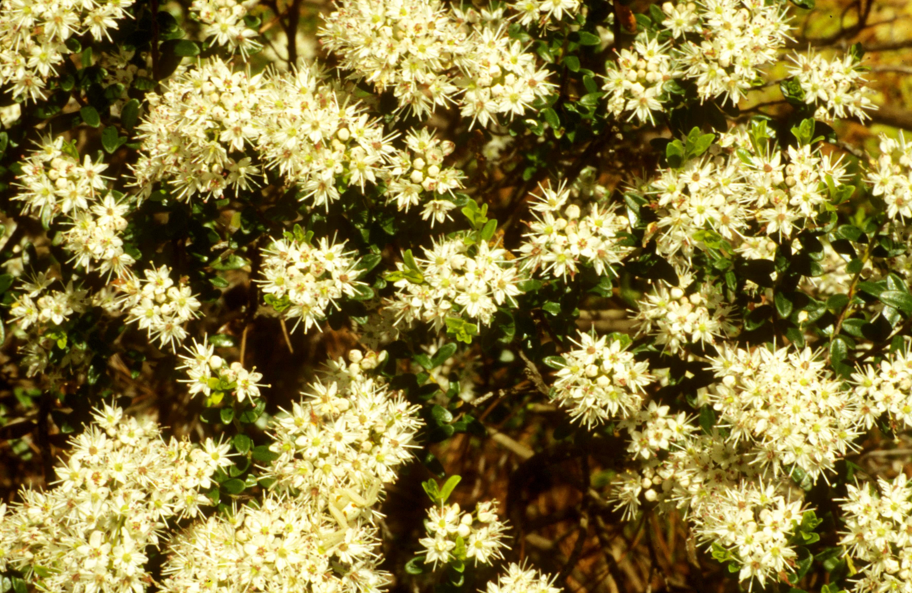 Sand-Myrtle