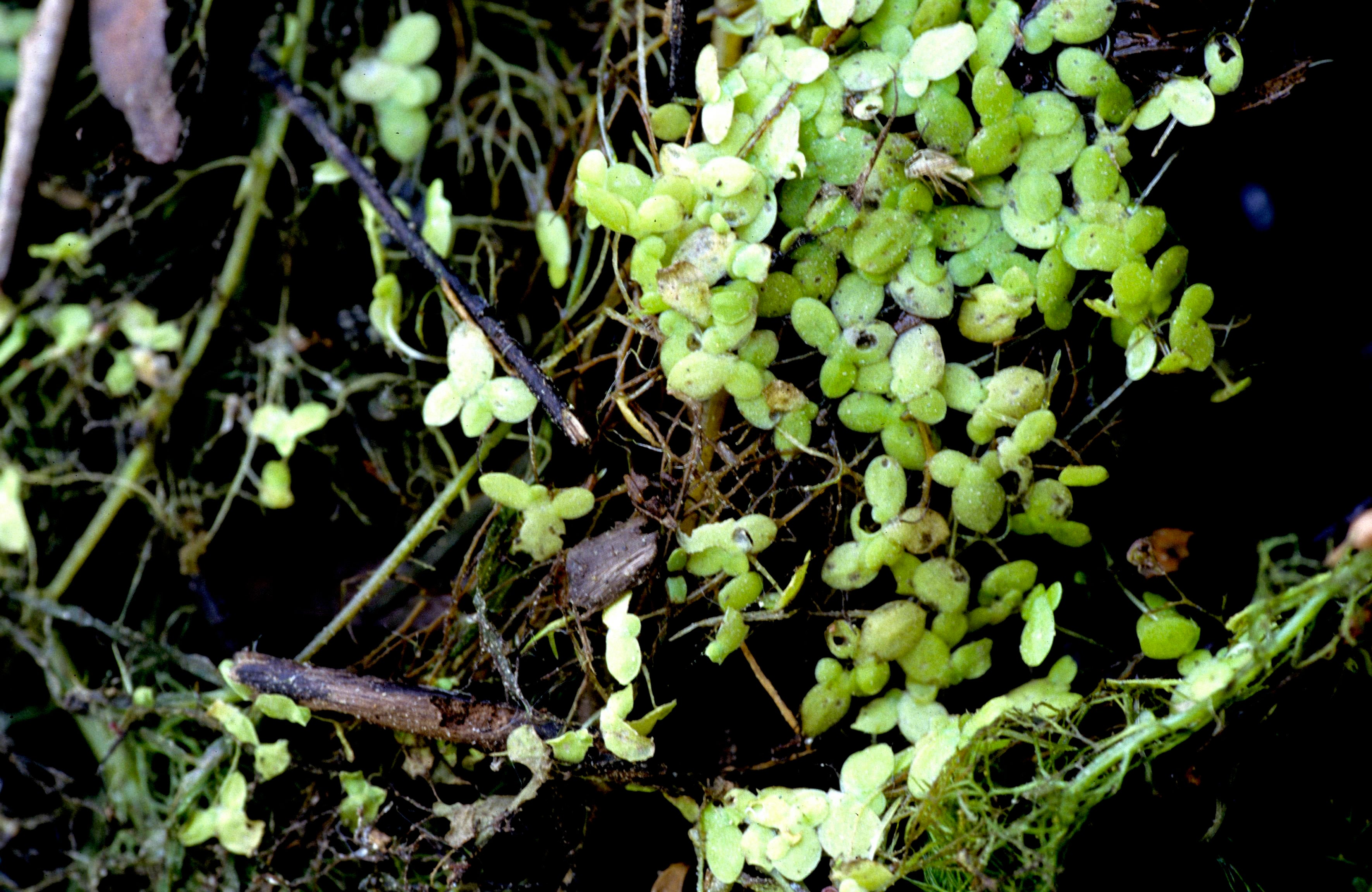 Minute Duckweed