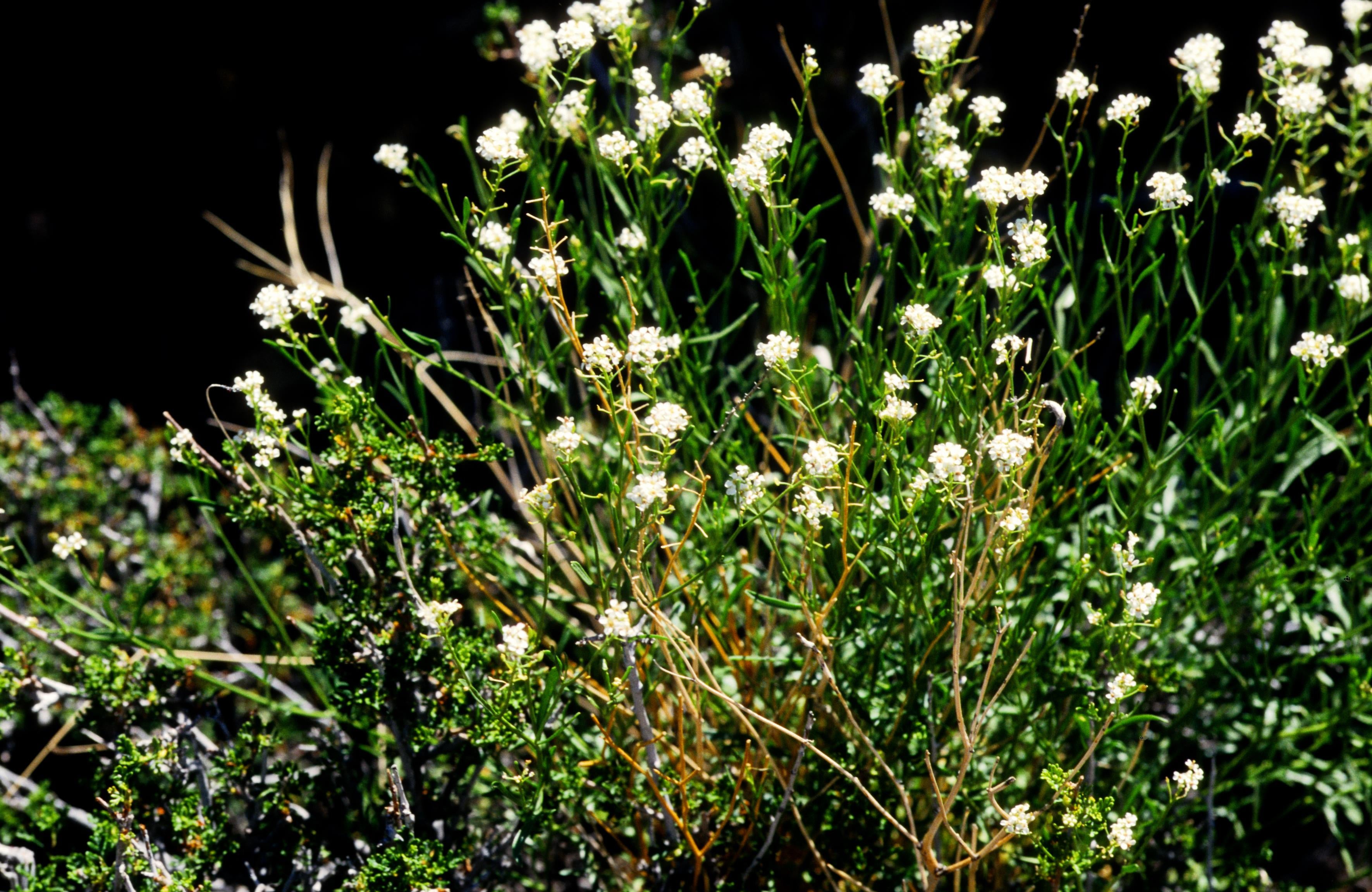 Mountain Pepperwort