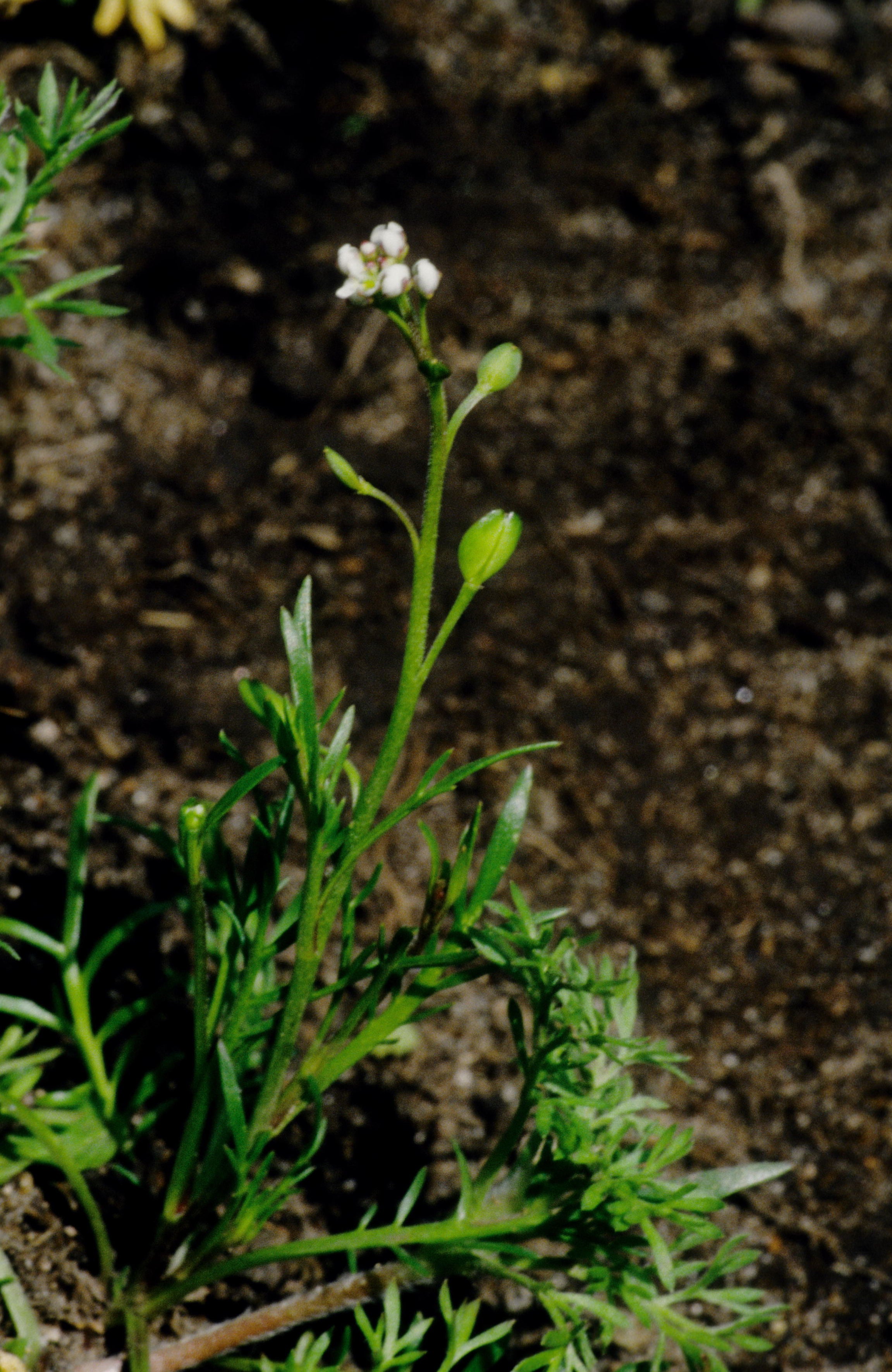 Shining Pepperwort