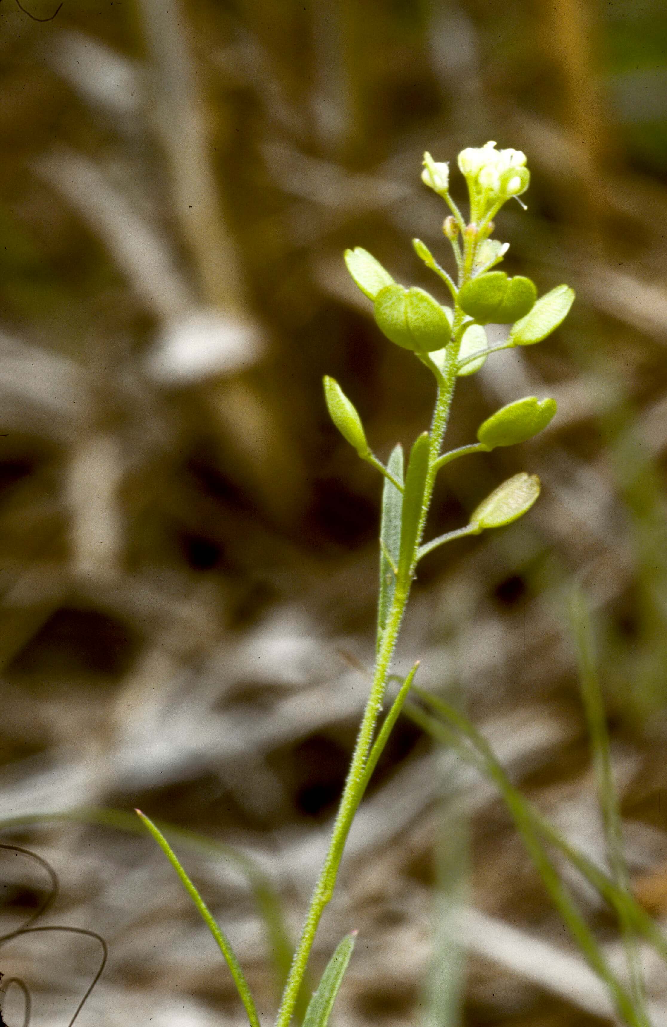 Poorman's-Pepperwort