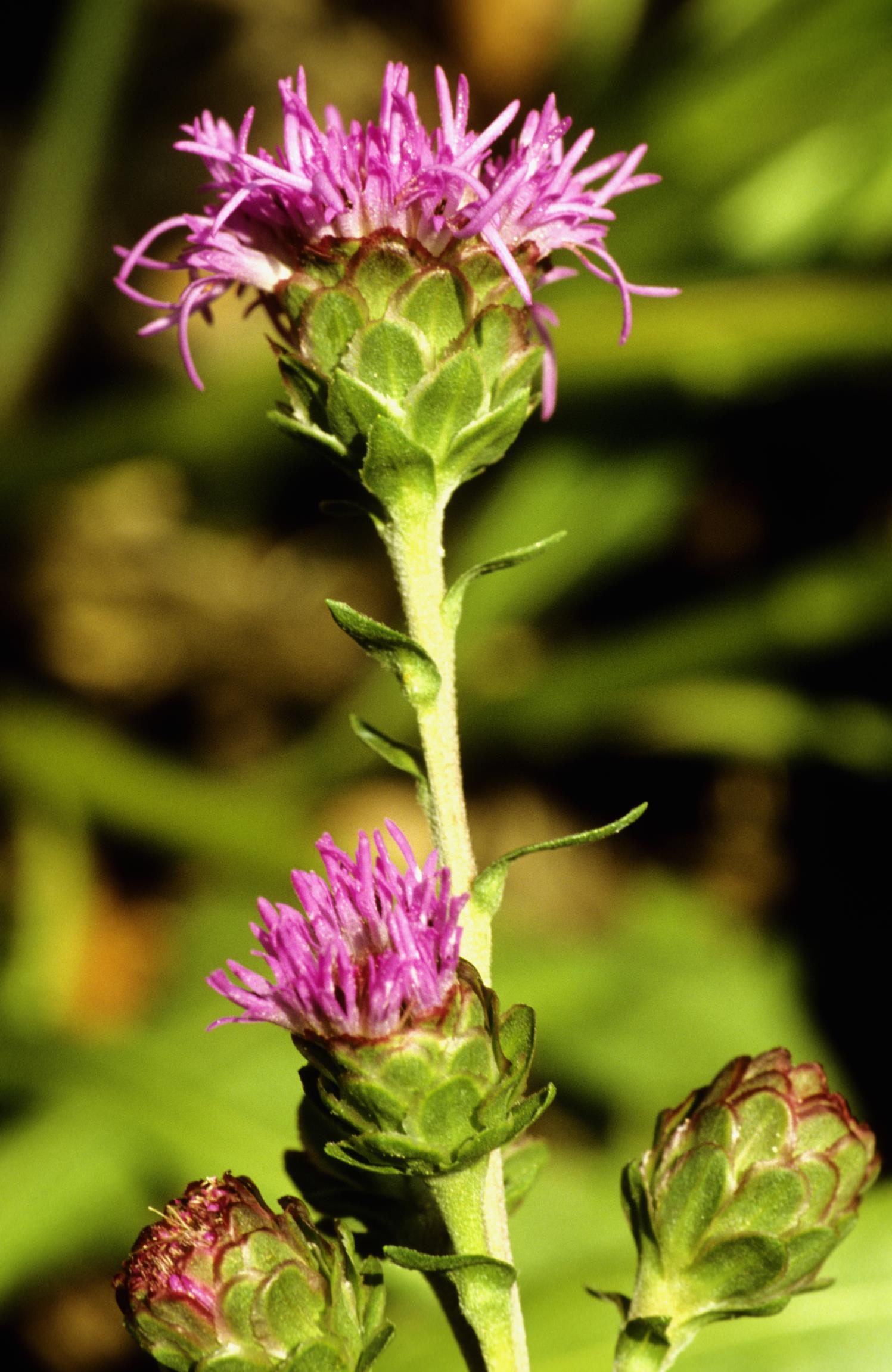 Strap-Style Gayfeather