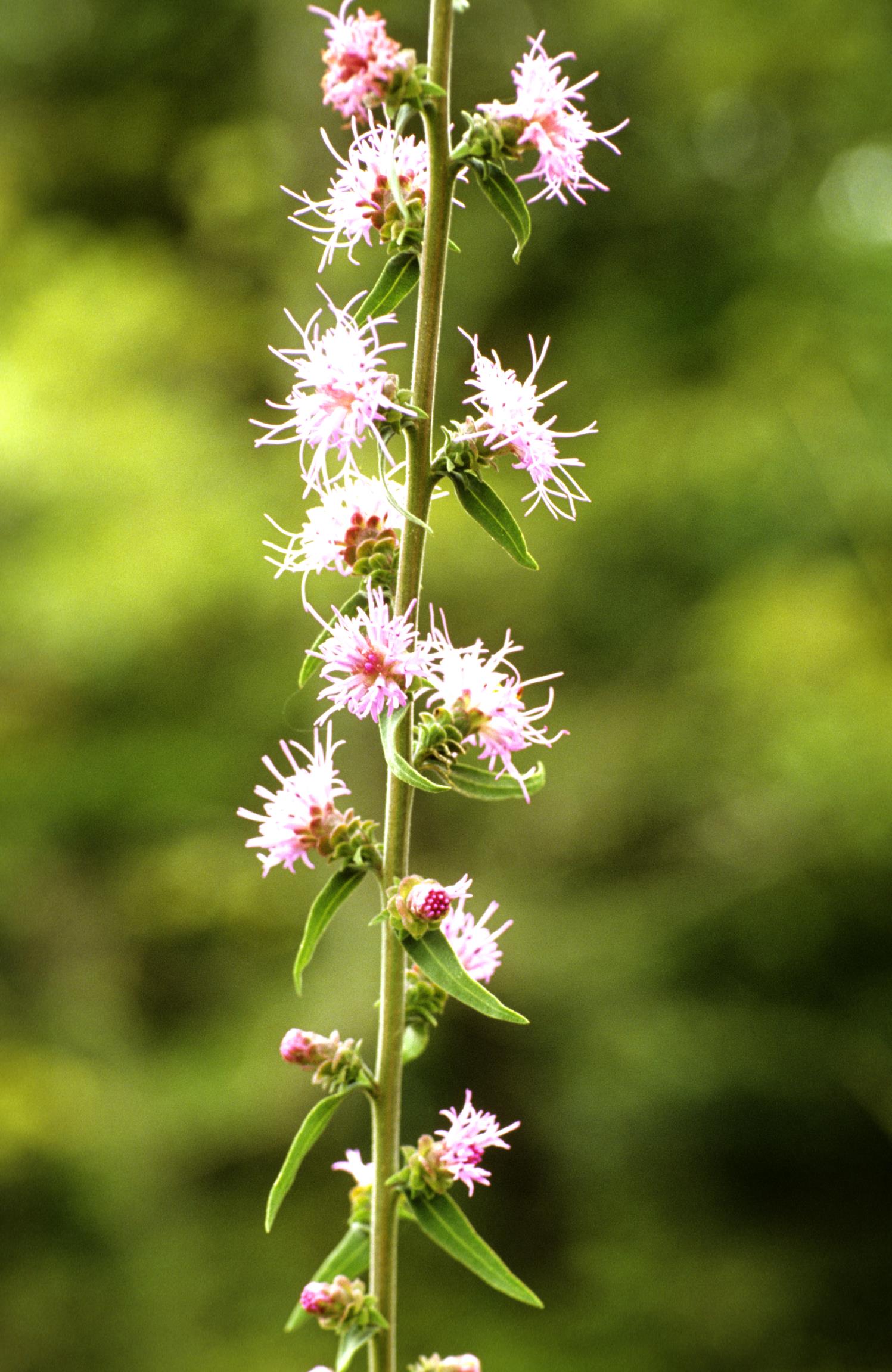 Appalachian Gayfeather