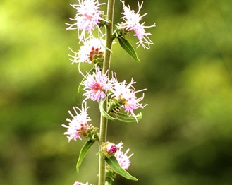 Appalachian Gayfeather