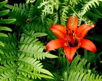 Wood Lily