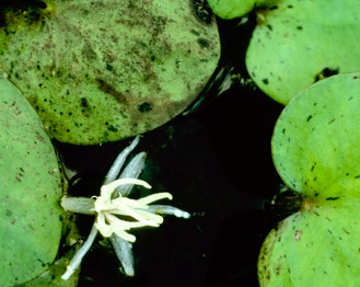 American Spongeplant