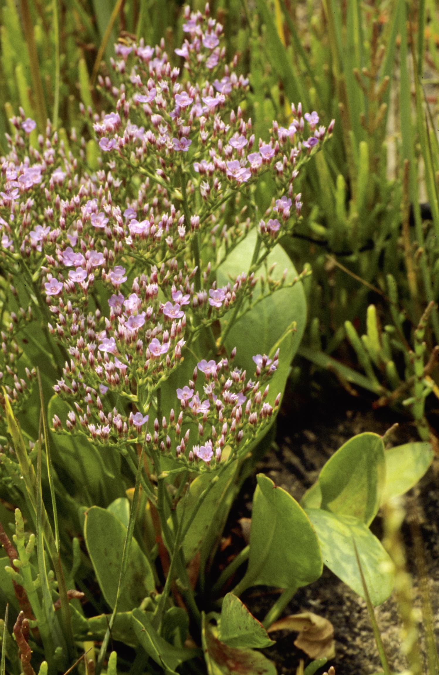 Carolina Sea-Lavender