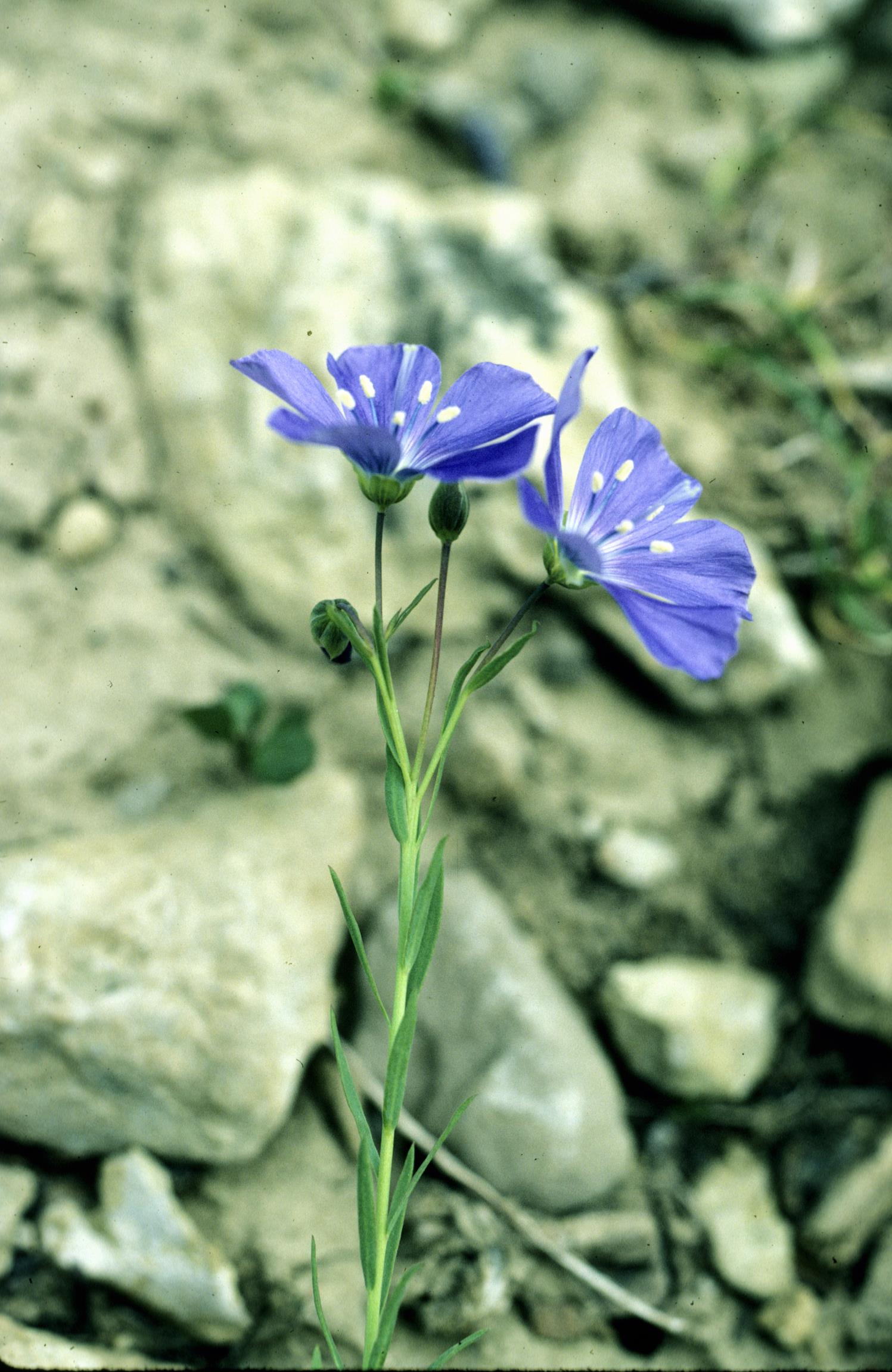 Prairie Flax