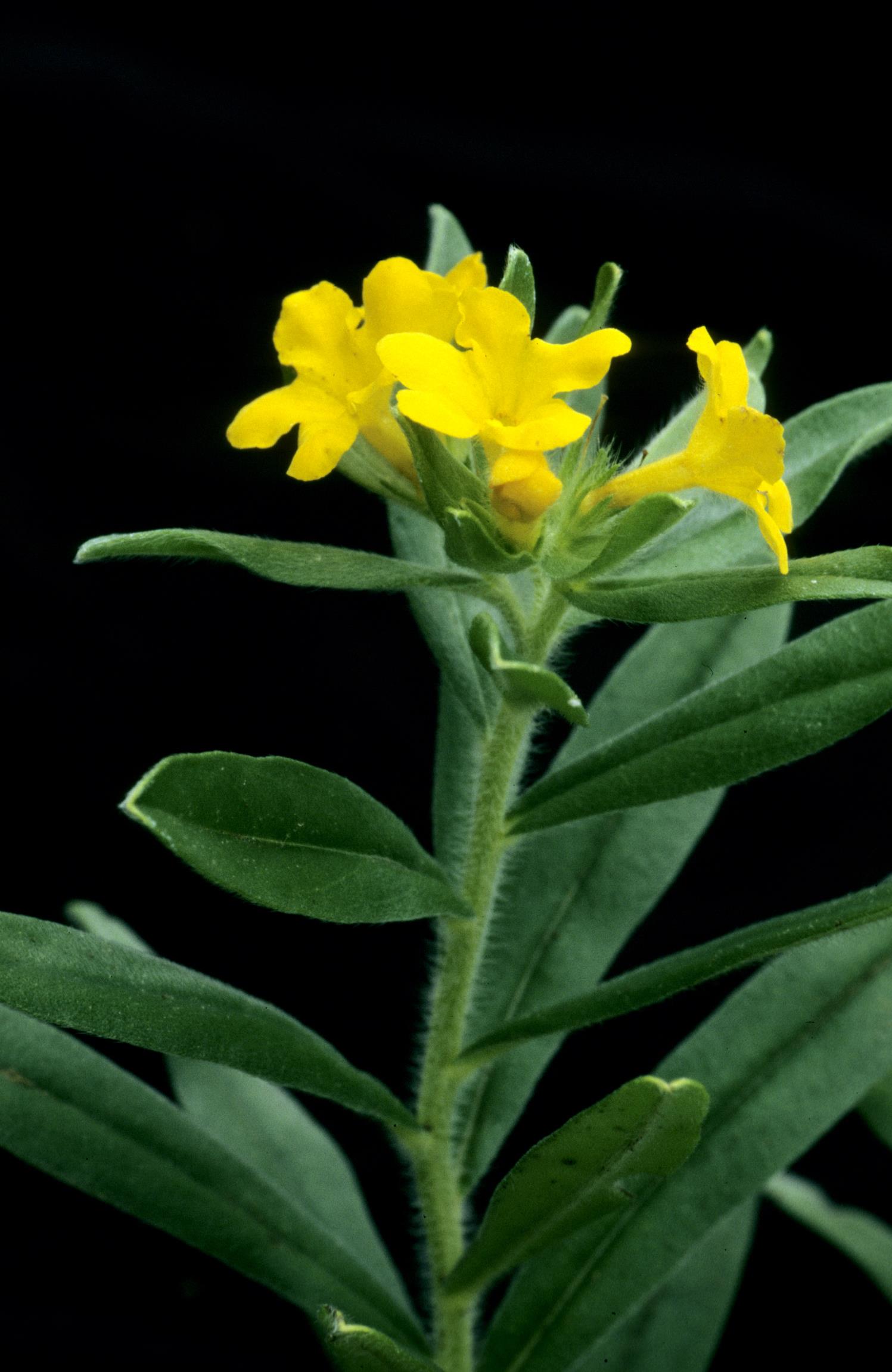 Hoary Puccoon