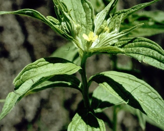 American Gromwell