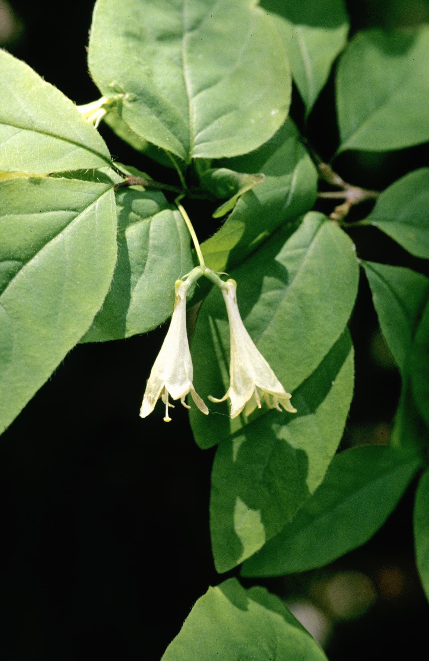 American Fly-Honeysuckle