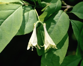 American Fly-Honeysuckle
