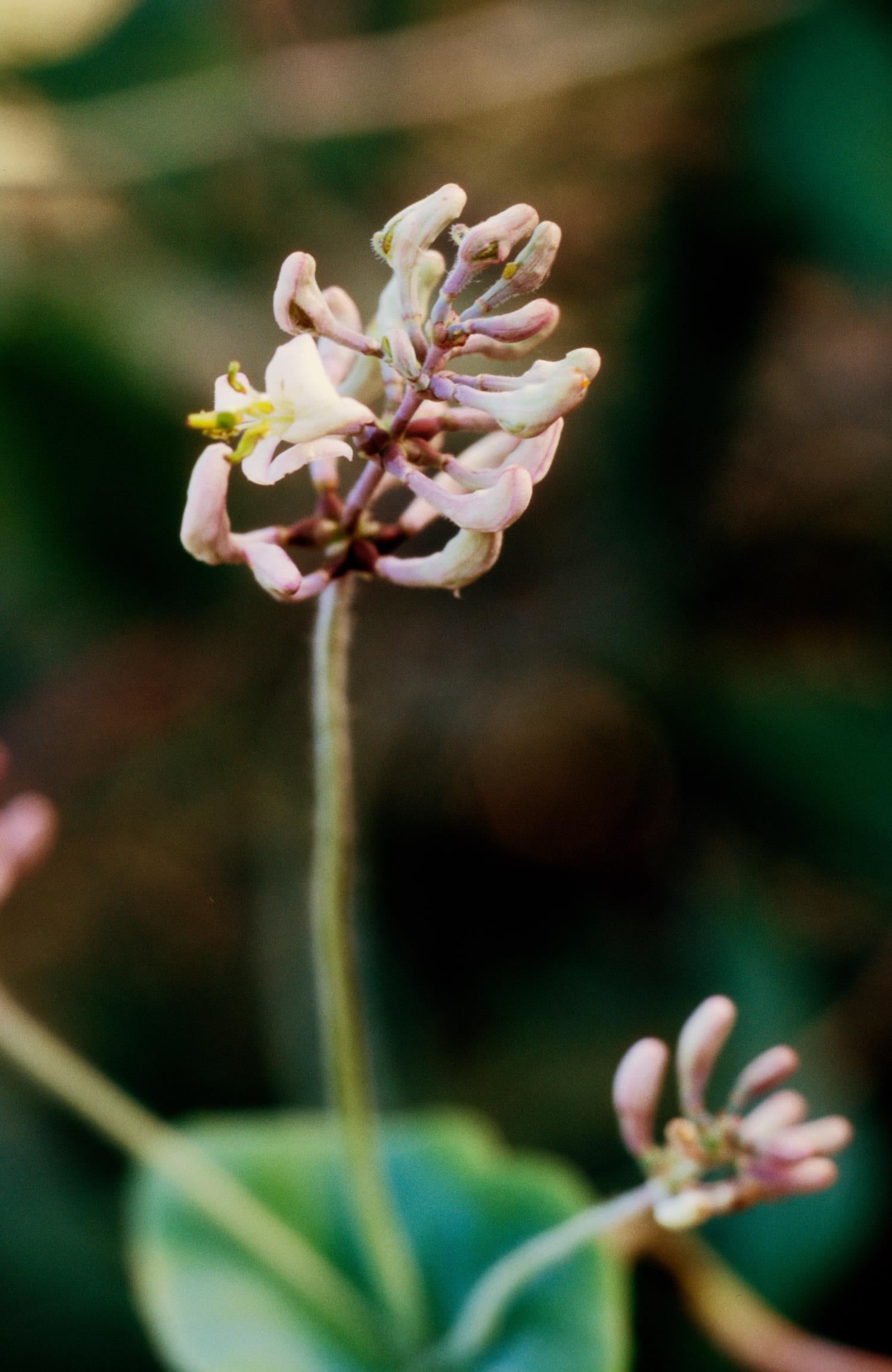 Pink Honeysuckle