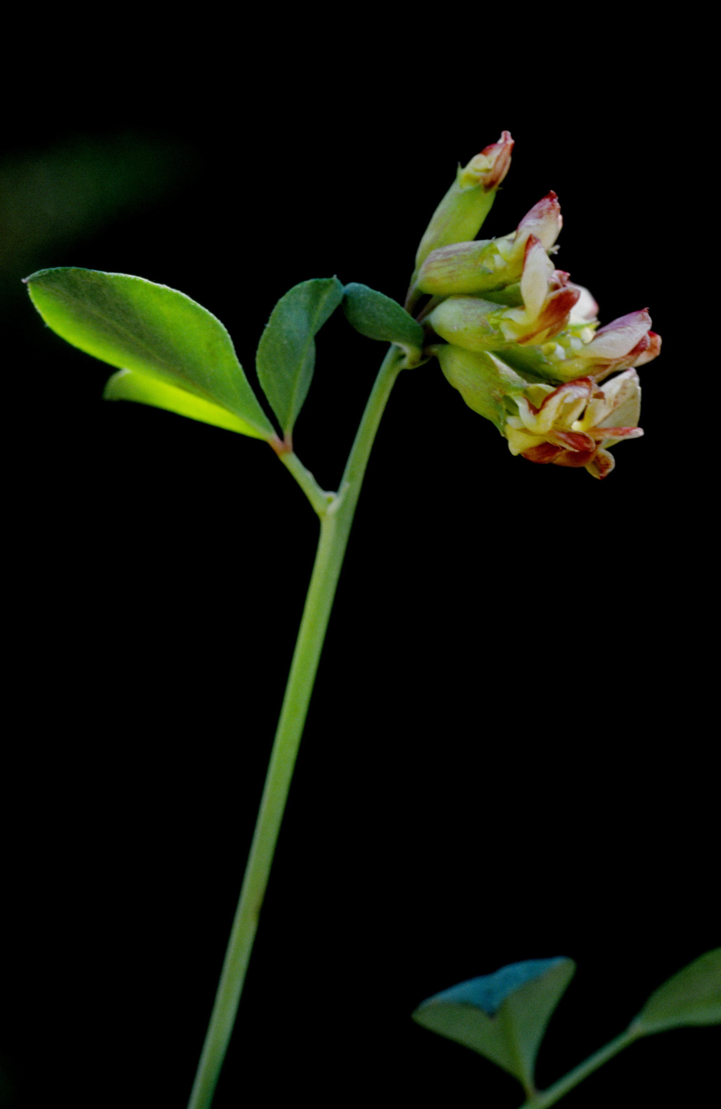 Thick-Leaf Deer-Vetch