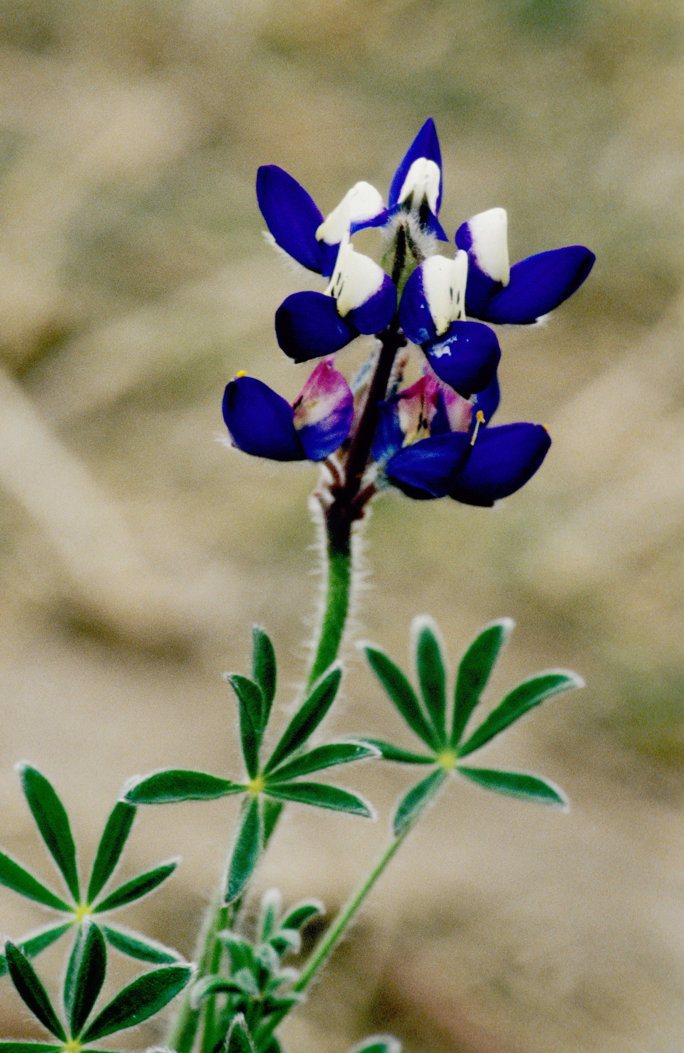 Miniature Annual Lupine
