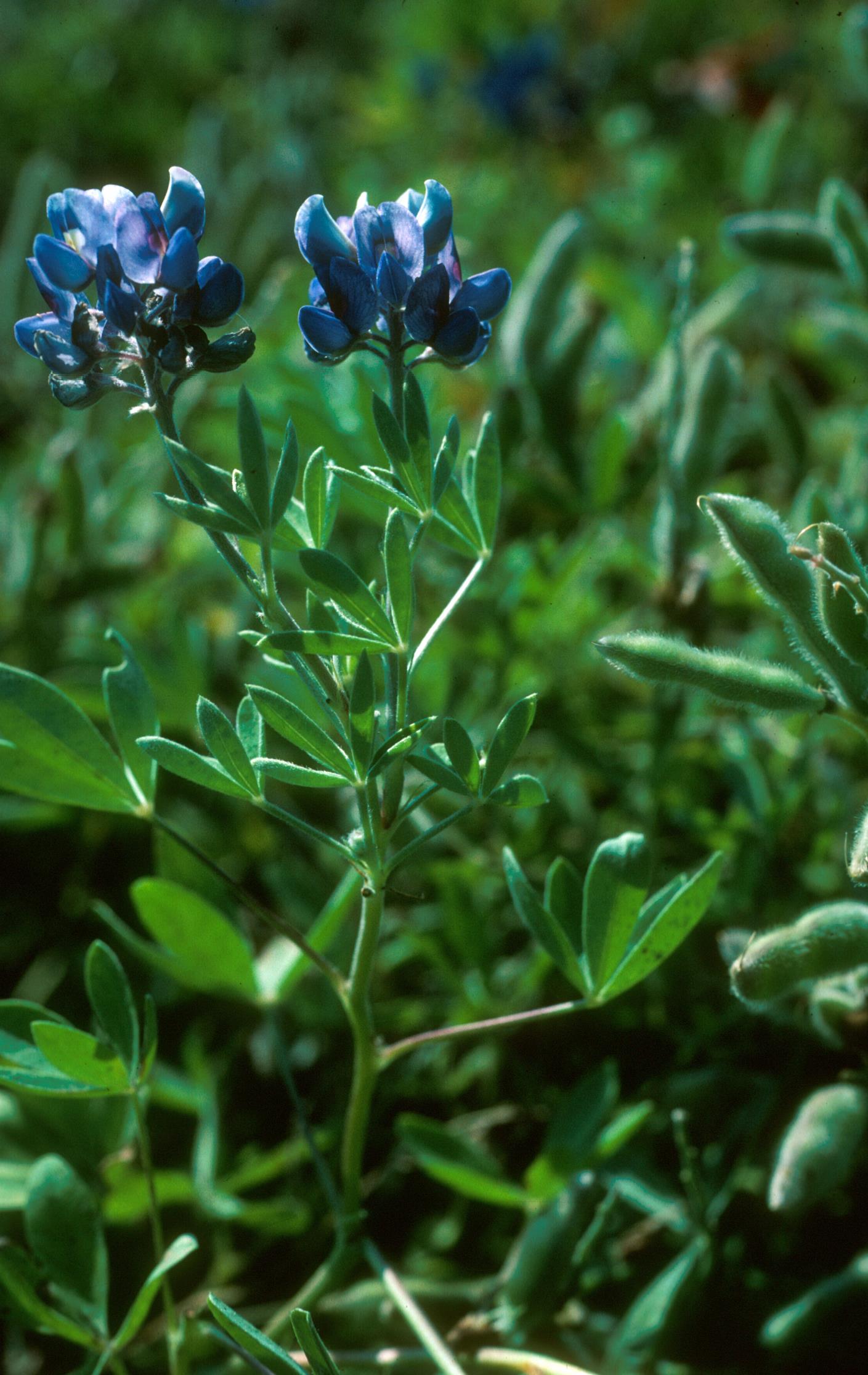Texas Lupine