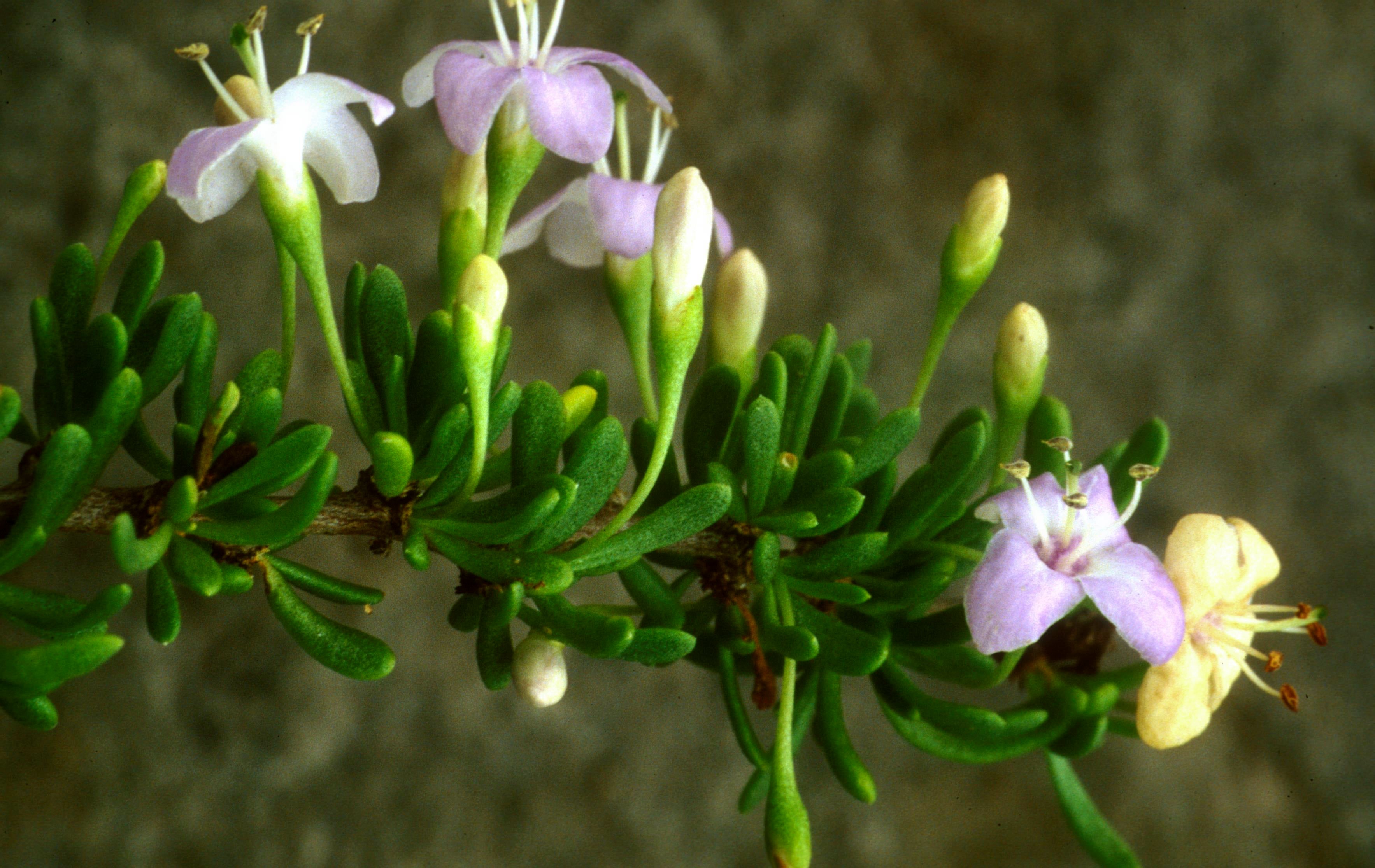 Carolina Desert-Thorn