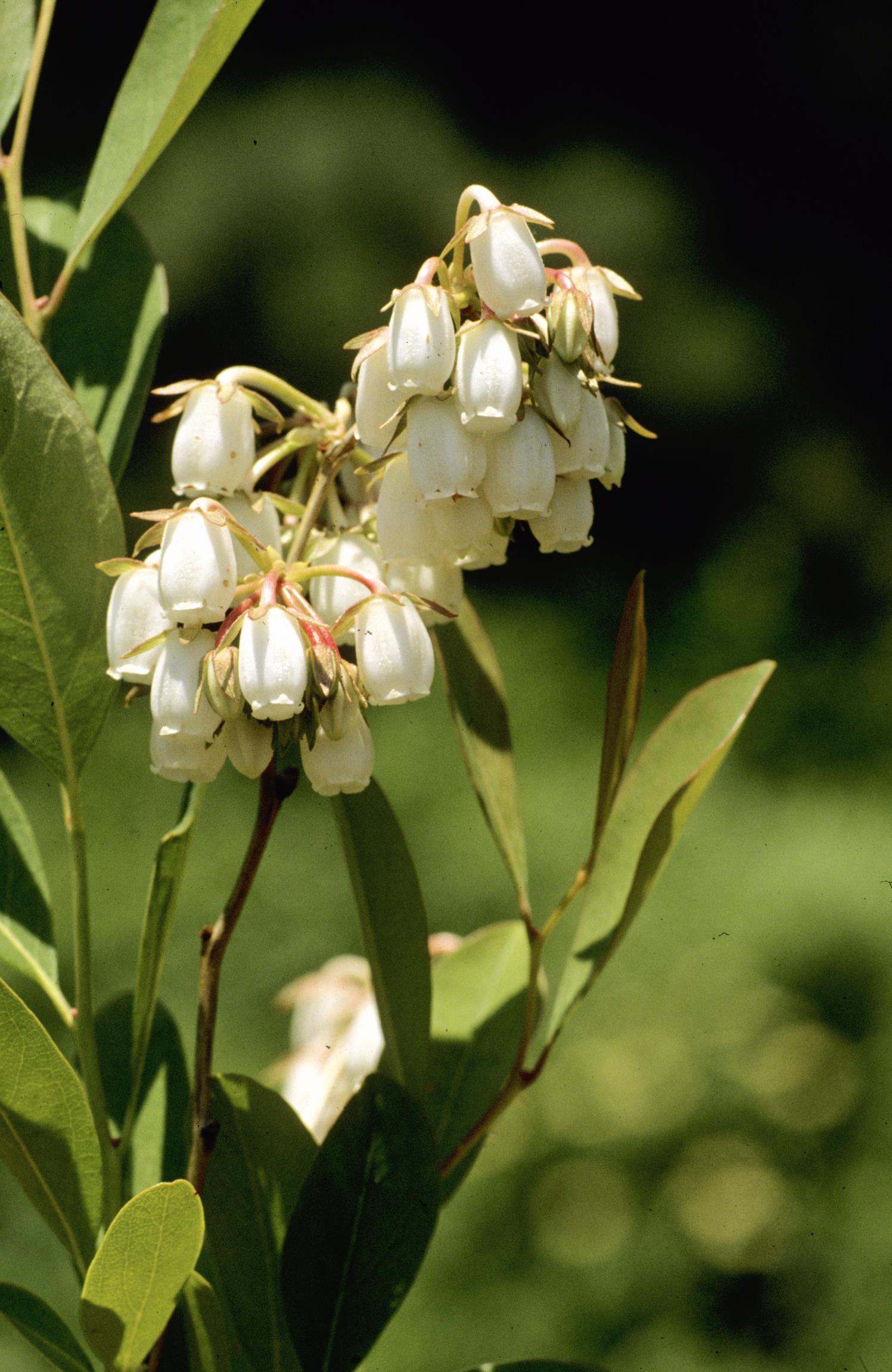 Piedmont Staggerbush